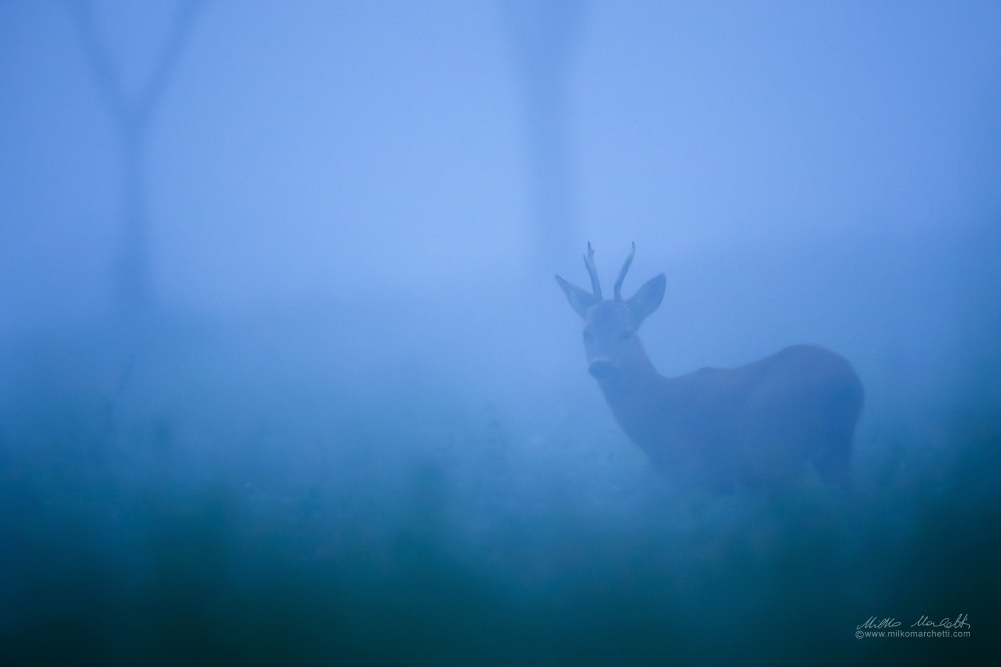 Canon EOS-1D X + Canon EF 600mm f/4L IS sample photo. Early in the morning photography