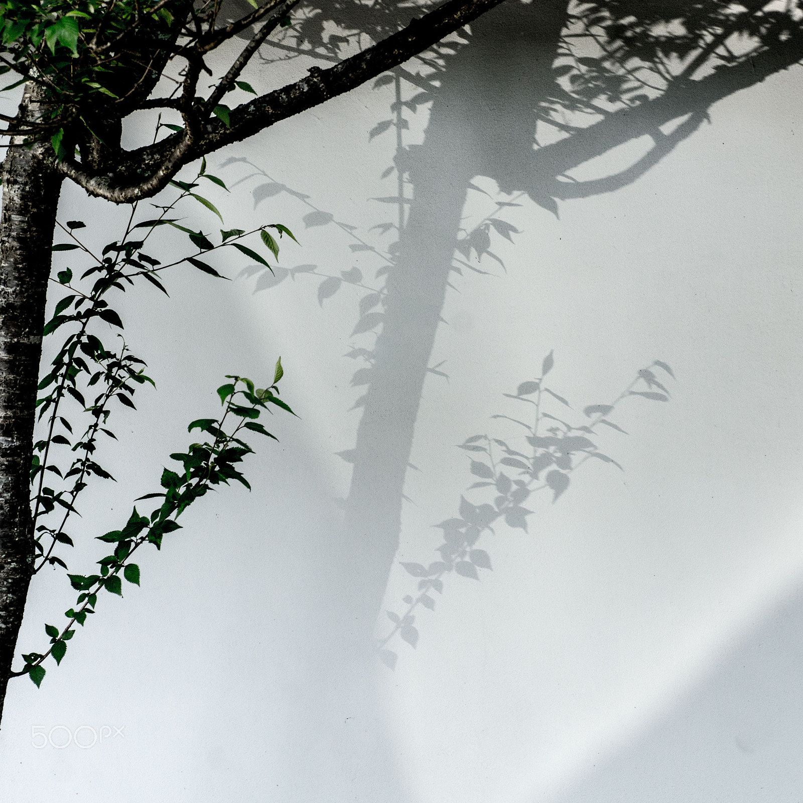 Sony SLT-A77 + Sigma 70mm F2.8 EX DG Macro sample photo. Shadow duet photography
