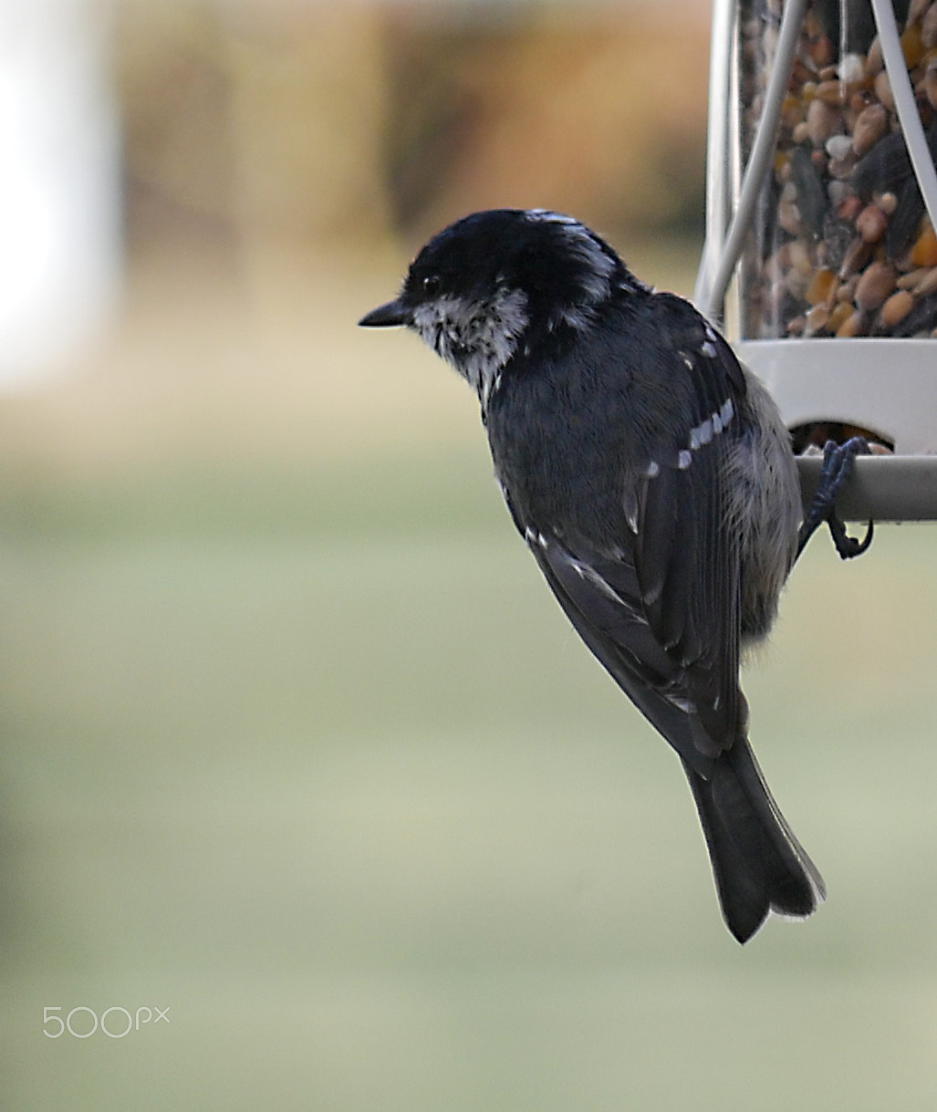 Panasonic Lumix G Vario 45-200mm F4-5.6 OIS sample photo. Garden birds photography