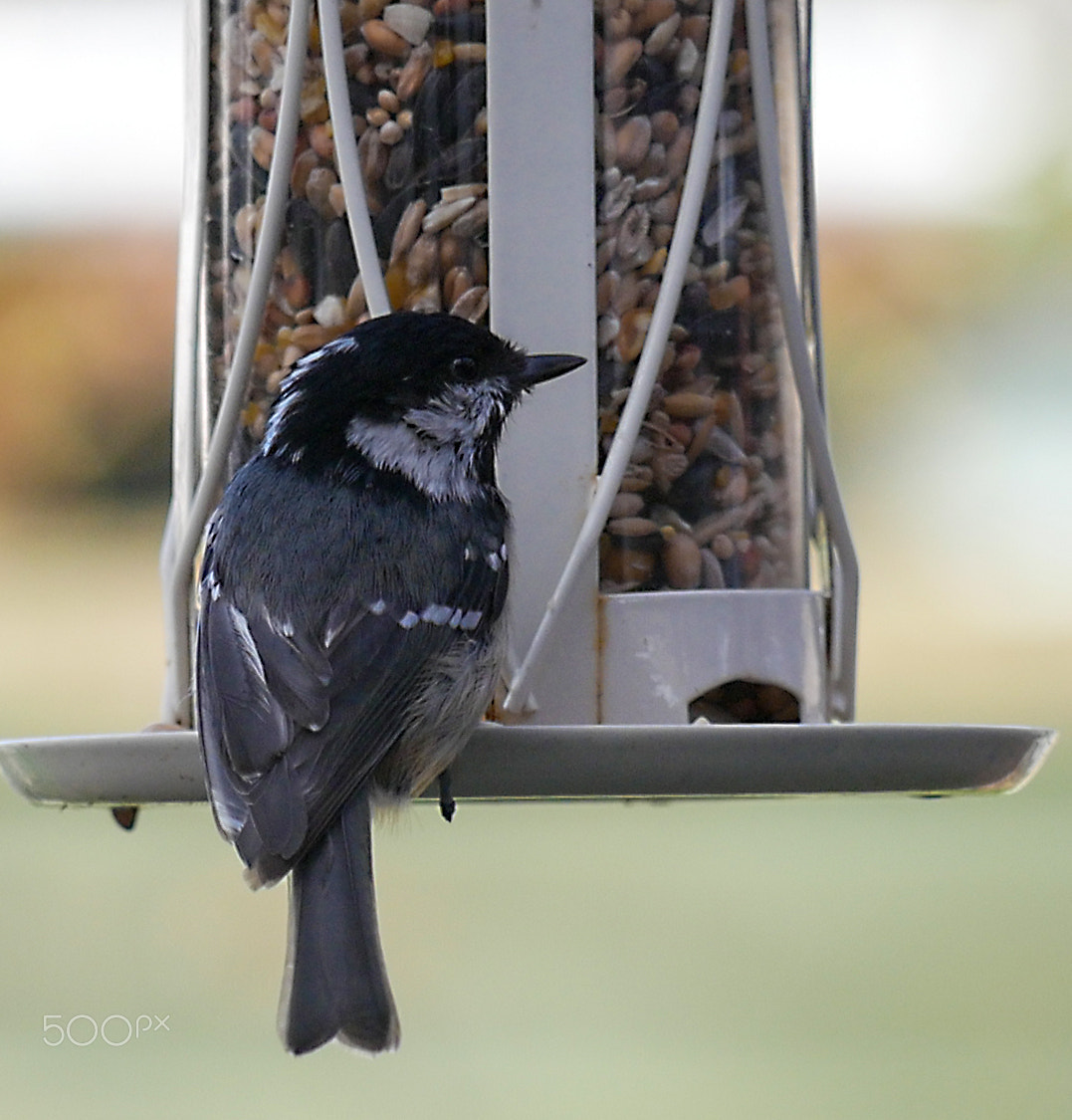 Panasonic Lumix G Vario 45-200mm F4-5.6 OIS sample photo. Garden birds photography