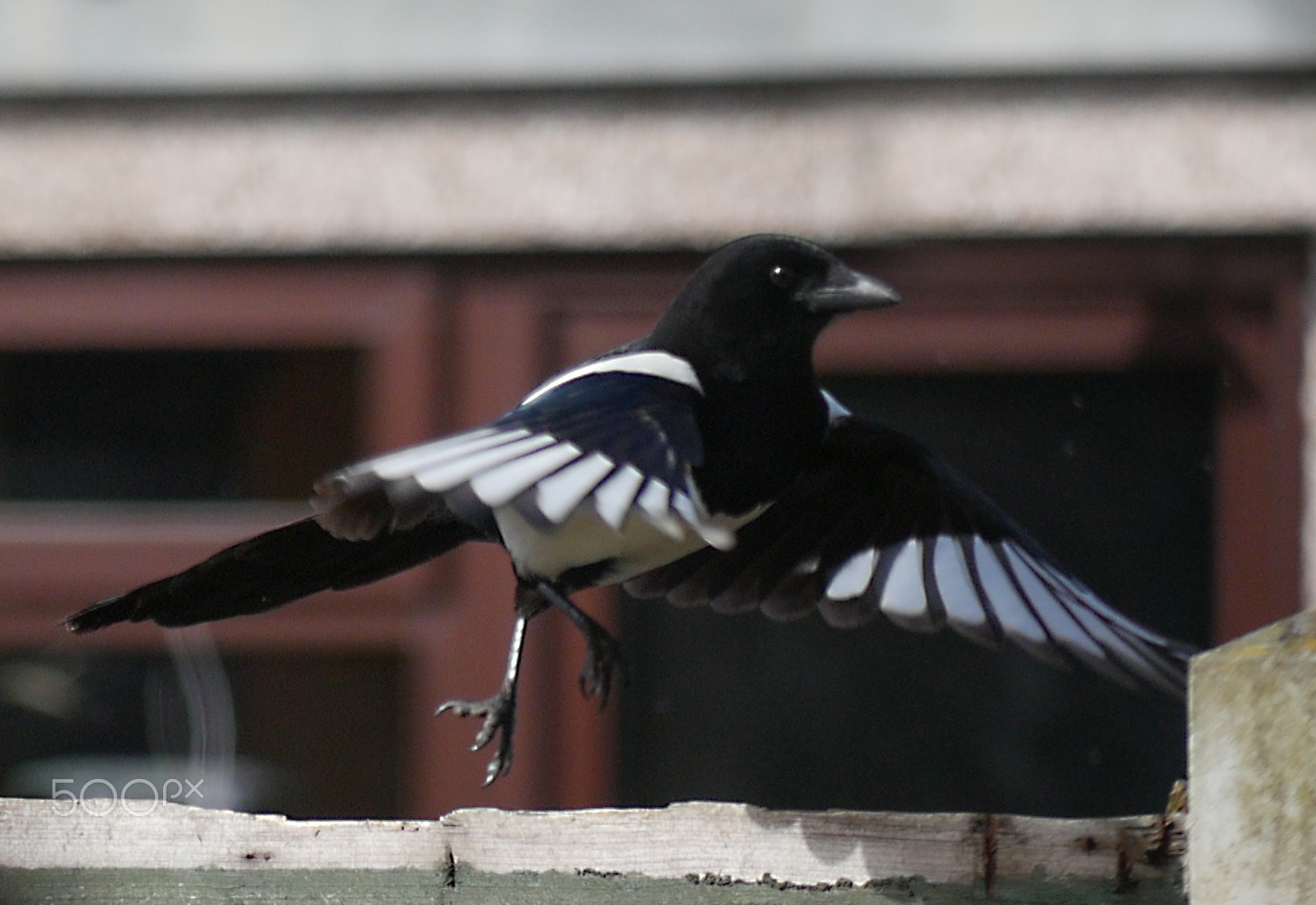 Panasonic Lumix G Vario 45-200mm F4-5.6 OIS sample photo. Garden birds photography