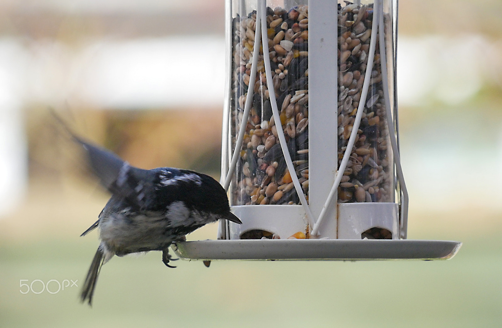 Panasonic Lumix DMC-G7 + Panasonic Lumix G Vario 45-200mm F4-5.6 OIS sample photo. Garden birds photography