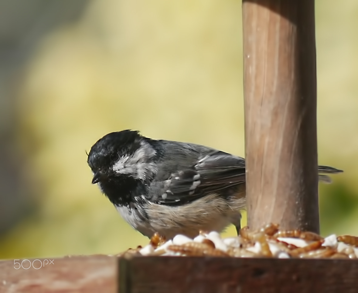 Panasonic Lumix G Vario 45-200mm F4-5.6 OIS sample photo. Garden birds photography