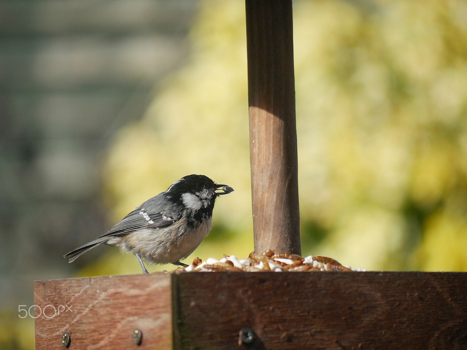 Panasonic Lumix DMC-G7 + Panasonic Lumix G Vario 45-200mm F4-5.6 OIS sample photo. Garden birds photography