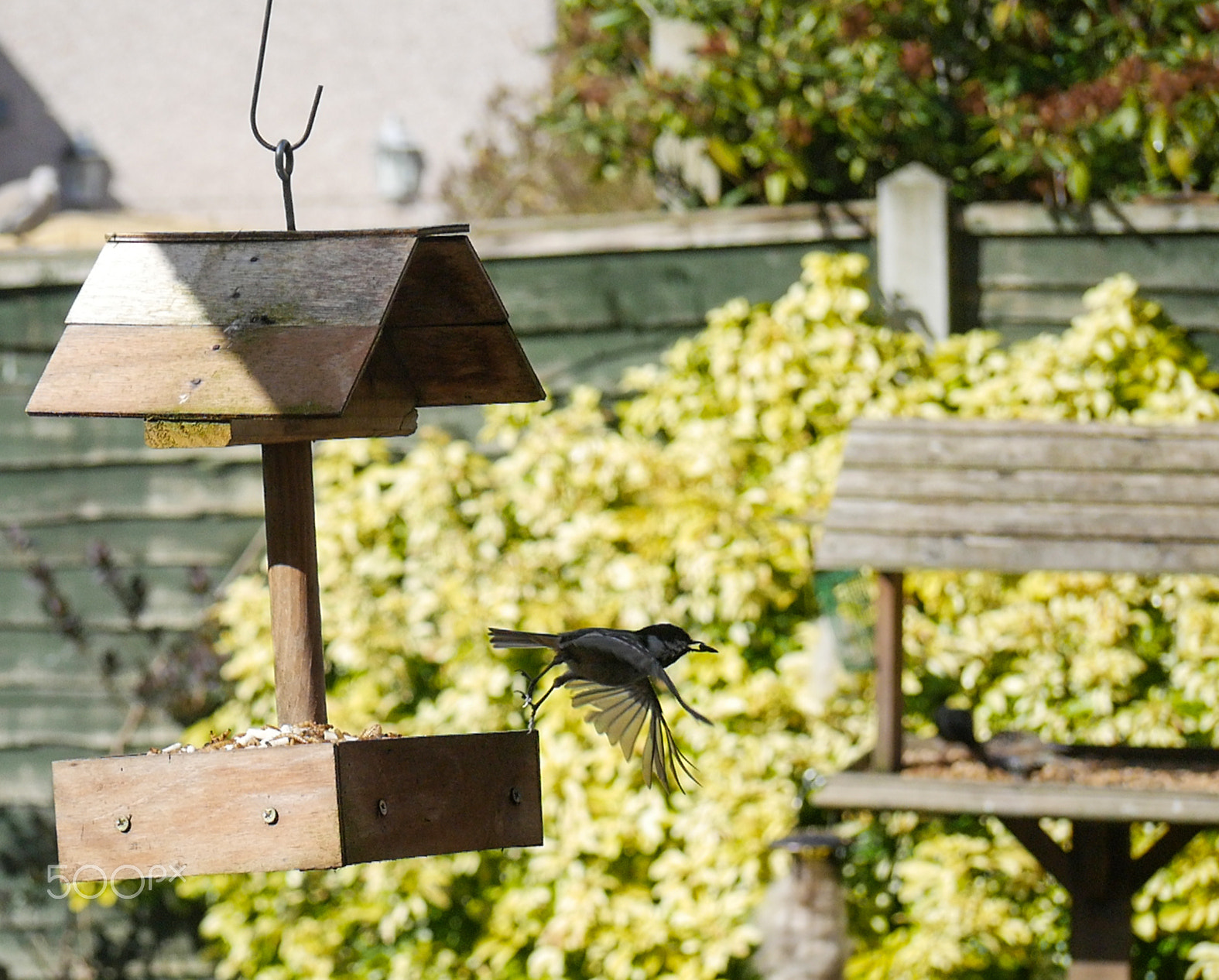 Panasonic Lumix G Vario 45-200mm F4-5.6 OIS sample photo. Garden birds photography