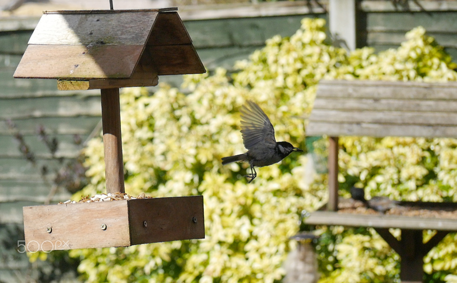 Panasonic Lumix DMC-G7 + Panasonic Lumix G Vario 45-200mm F4-5.6 OIS sample photo. Garden birds photography