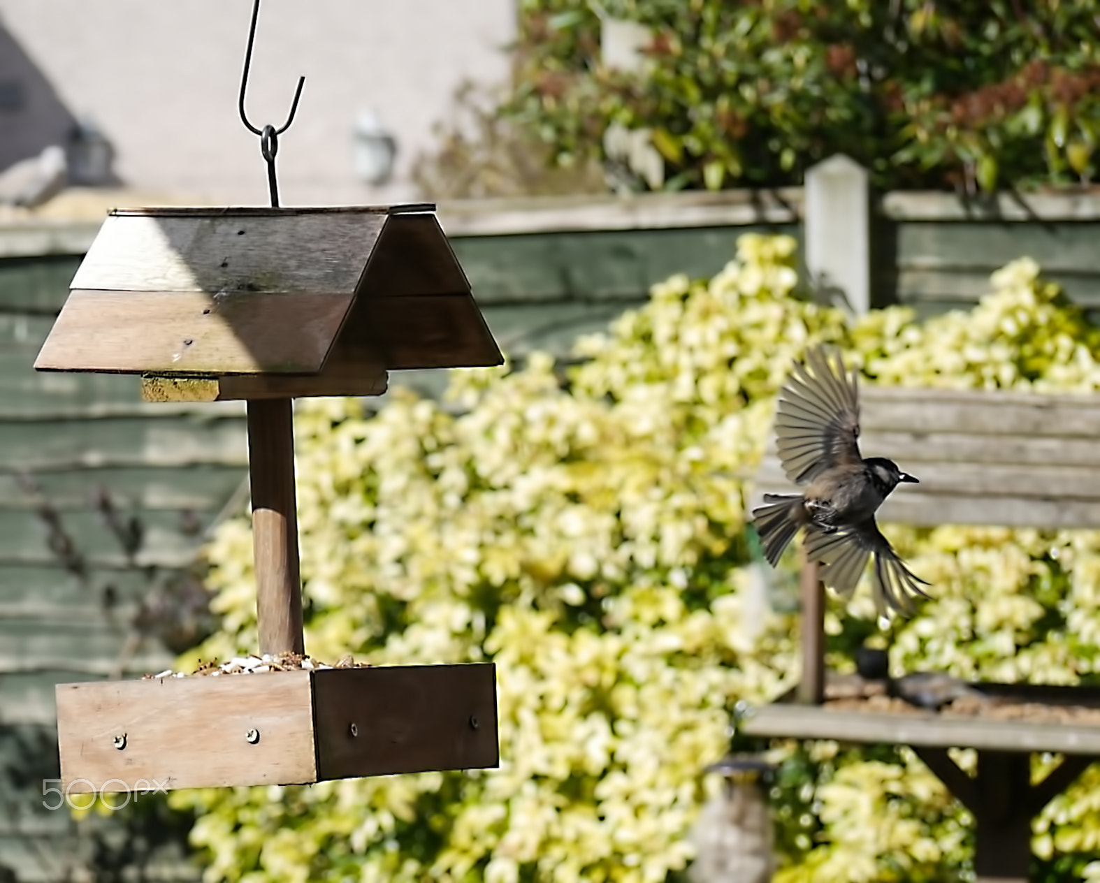Panasonic Lumix G Vario 45-200mm F4-5.6 OIS sample photo. Garden birds photography