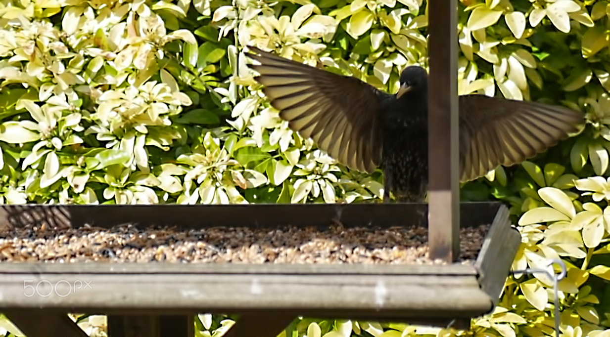 Panasonic Lumix G Vario 45-200mm F4-5.6 OIS sample photo. Garden birds photography