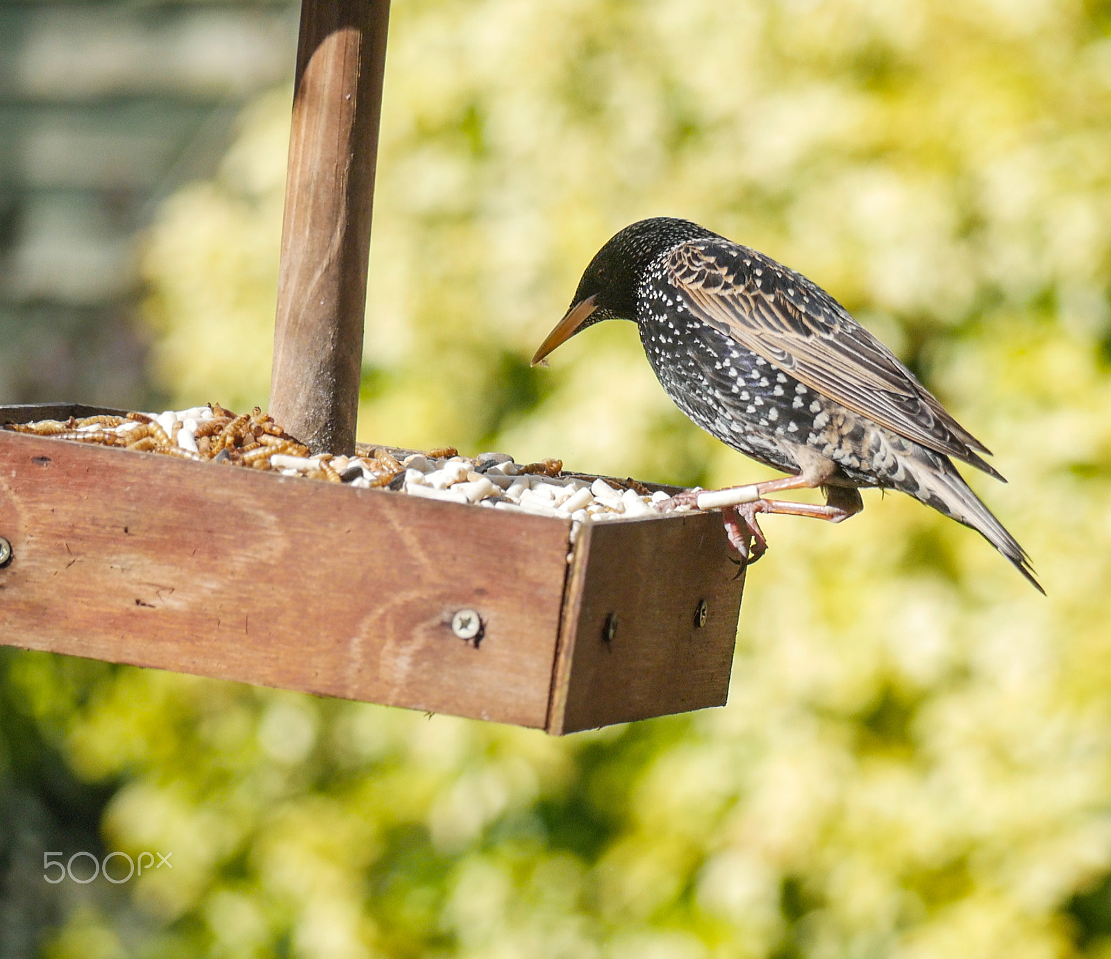 Panasonic Lumix G Vario 45-200mm F4-5.6 OIS sample photo. Garden birds photography