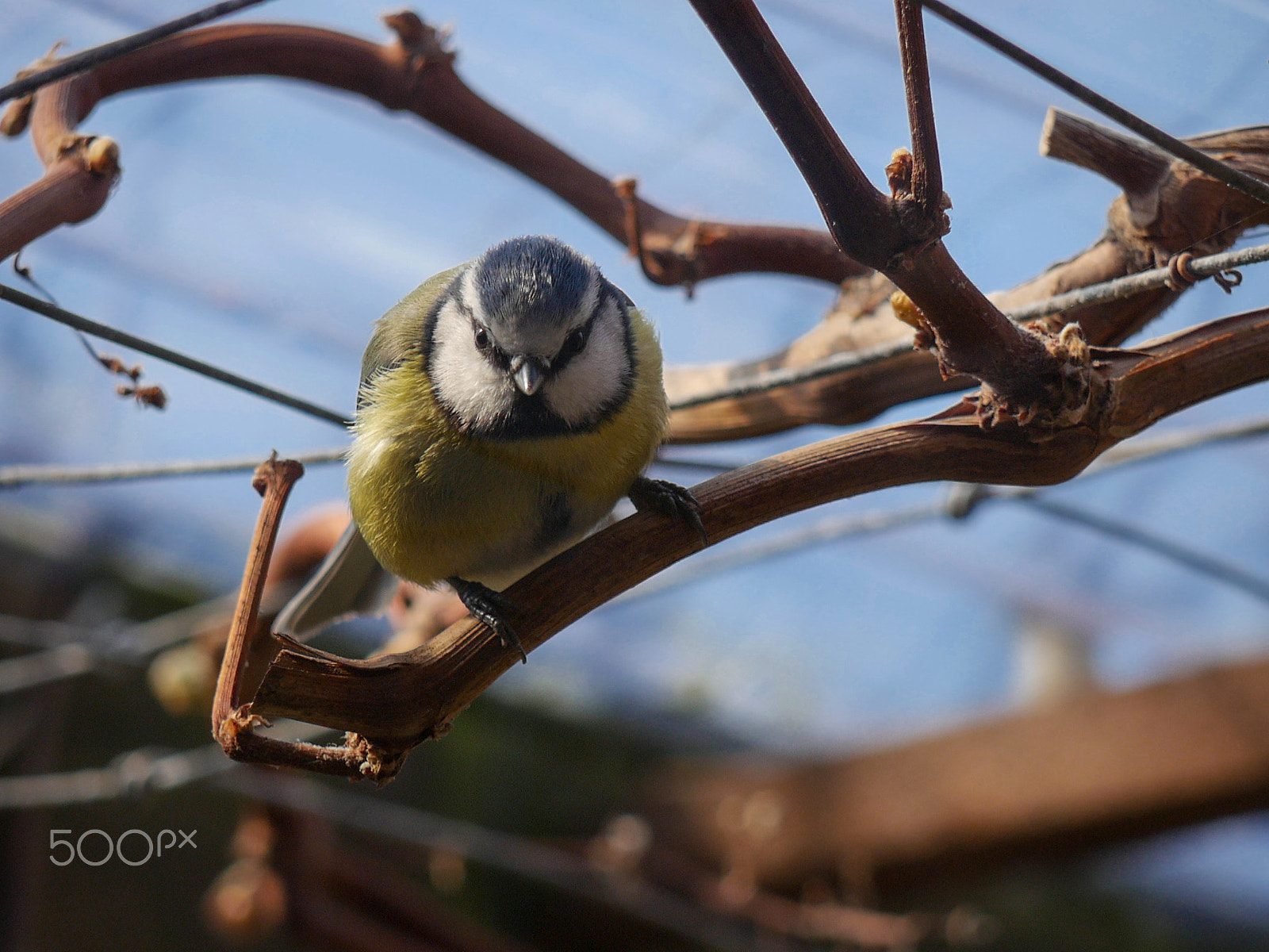 Panasonic Lumix G Vario 45-200mm F4-5.6 OIS sample photo. Garden birds photography