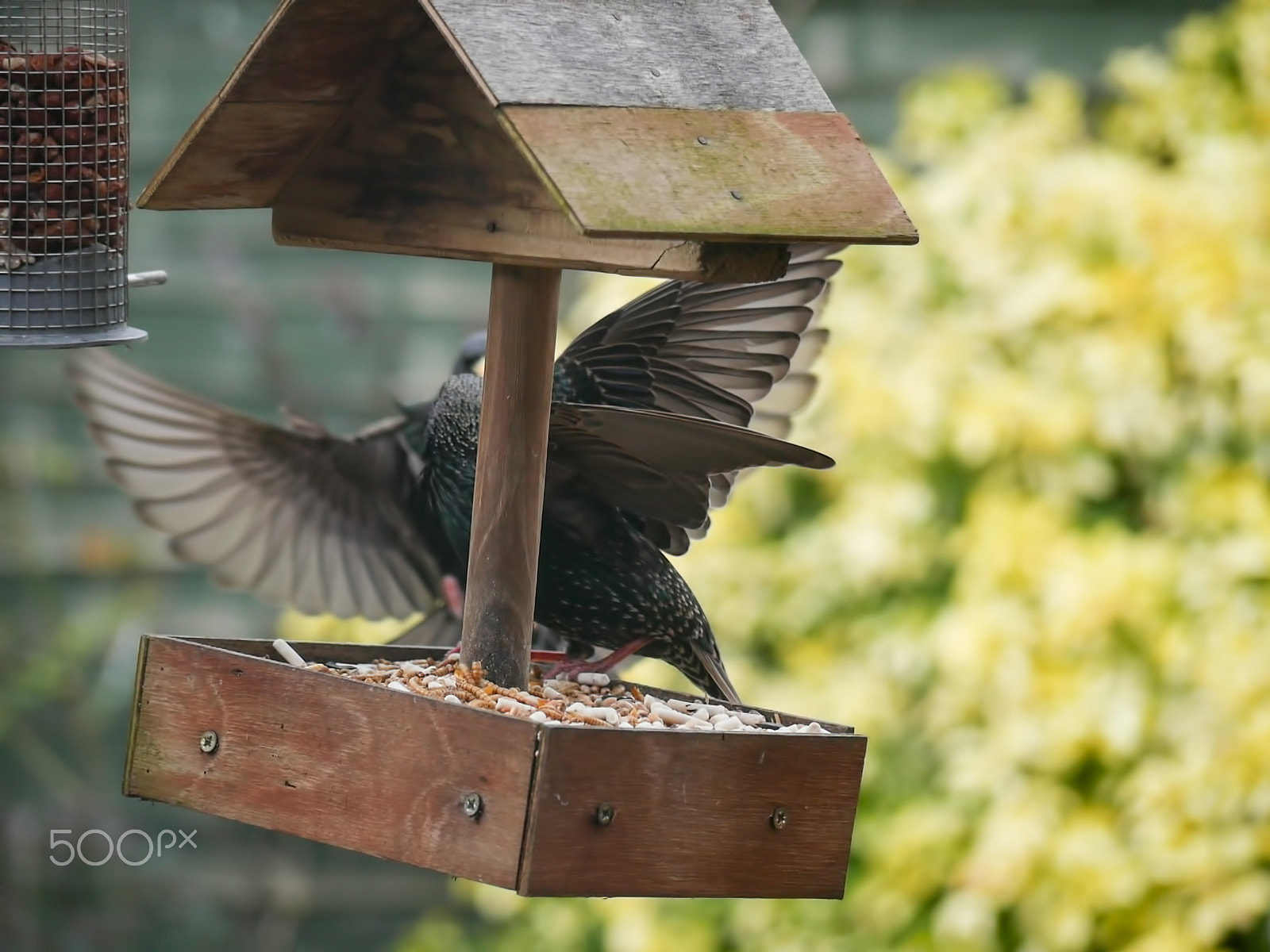 Panasonic Lumix DMC-G7 + Panasonic Lumix G Vario 45-200mm F4-5.6 OIS sample photo. Garden birds photography