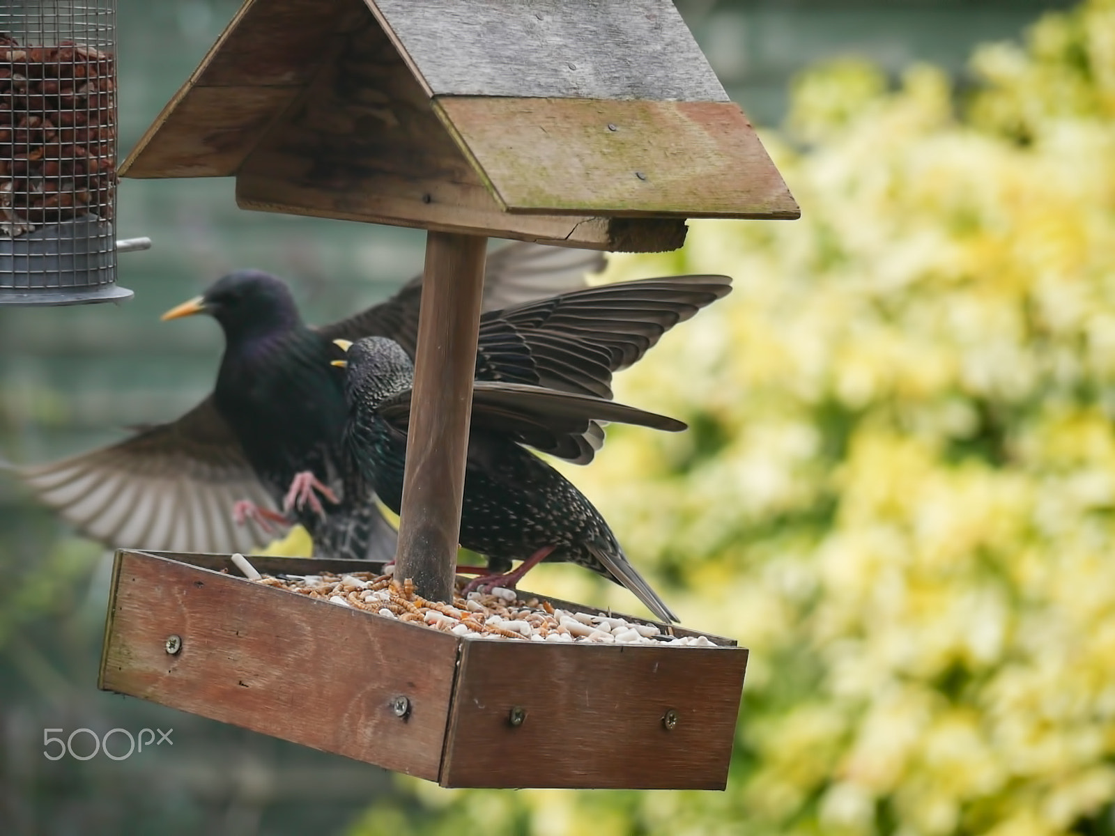 Panasonic Lumix G Vario 45-200mm F4-5.6 OIS sample photo. Garden birds photography