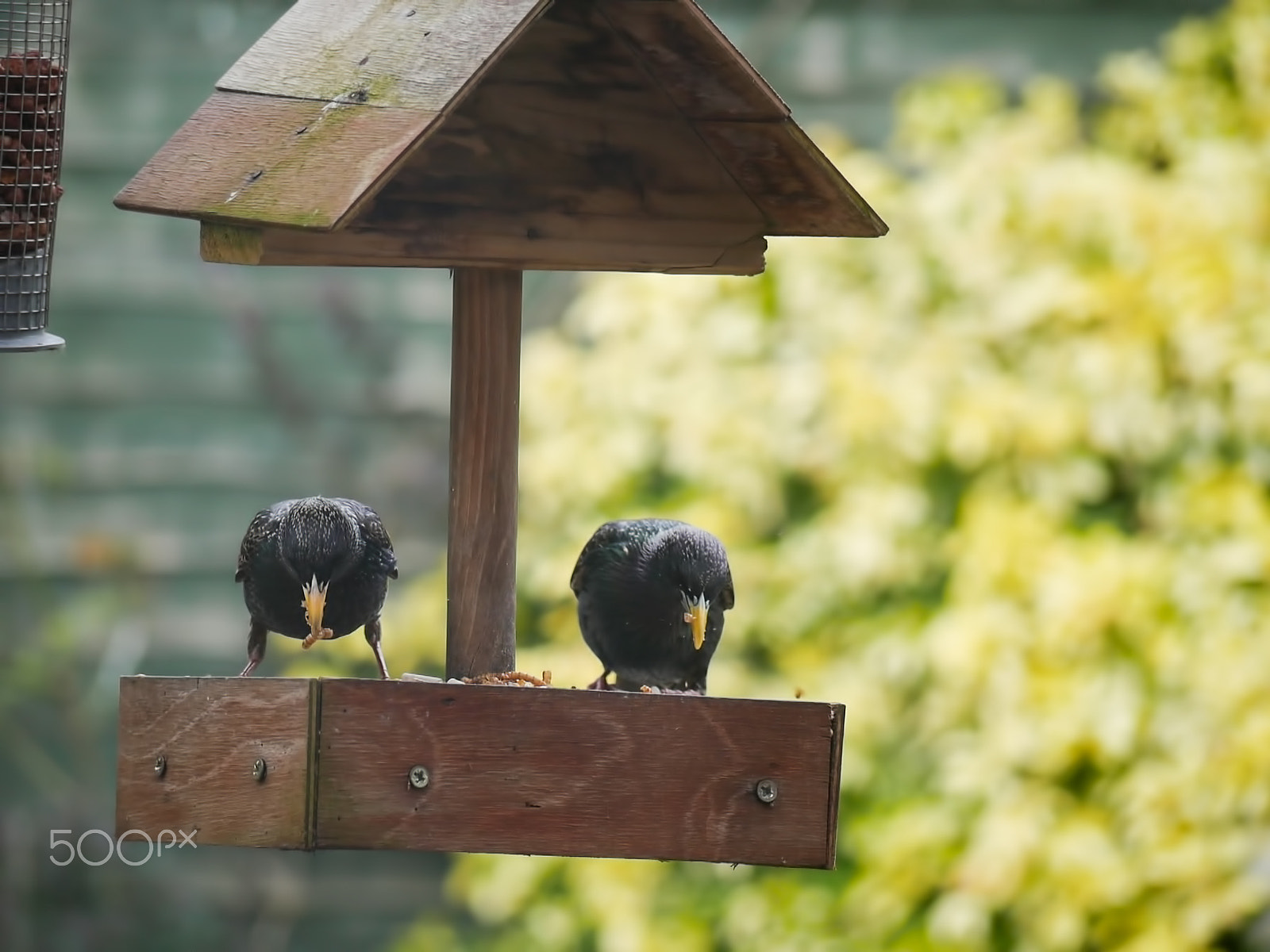 Panasonic Lumix G Vario 45-200mm F4-5.6 OIS sample photo. Garden birds photography