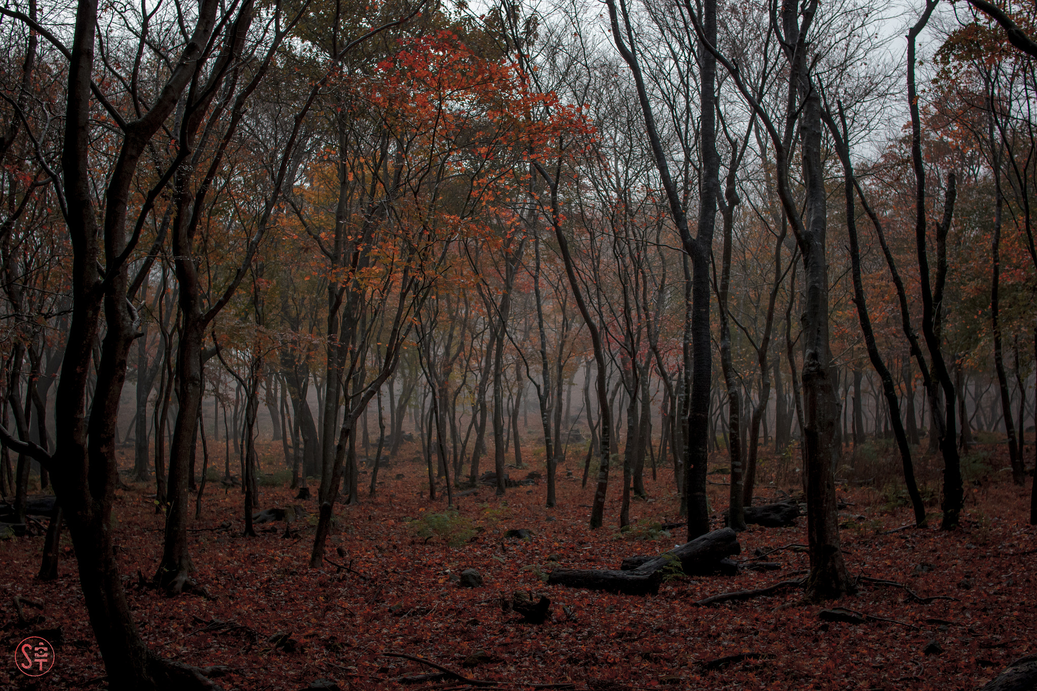 Canon EOS 550D (EOS Rebel T2i / EOS Kiss X4) sample photo. Mt. hiko / 英彦山 photography