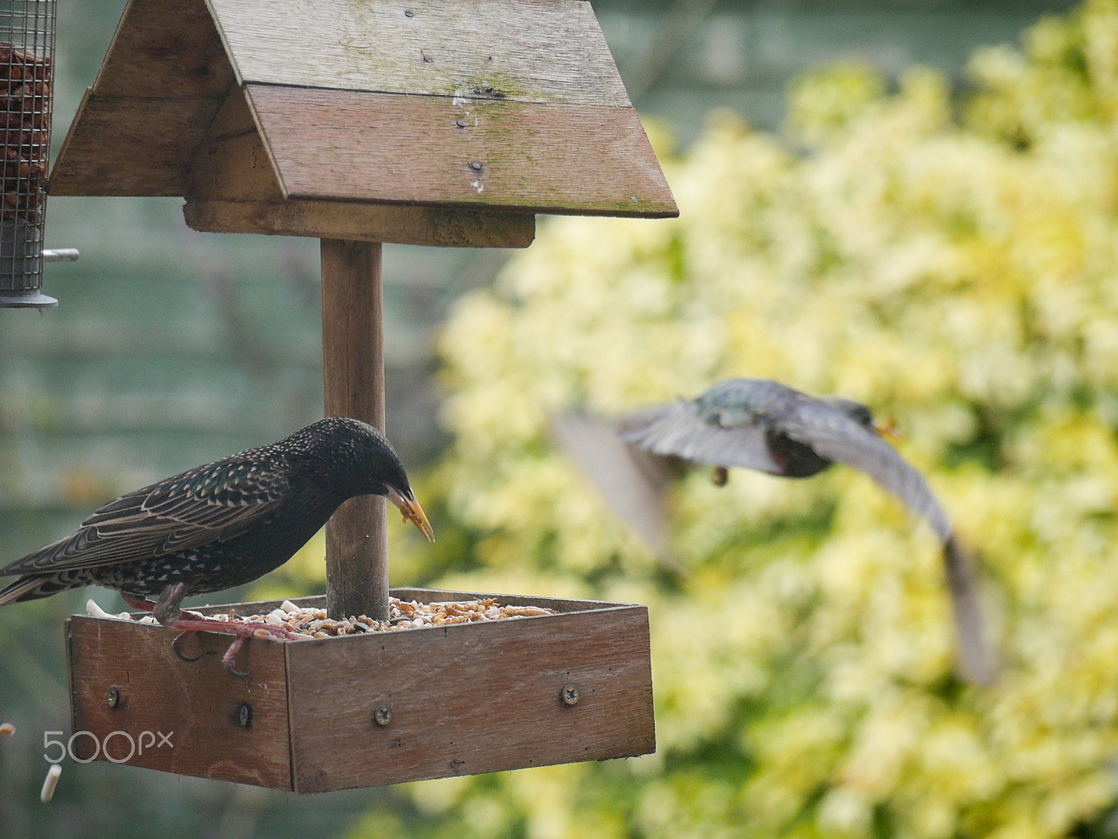 Panasonic Lumix DMC-G7 + Panasonic Lumix G Vario 45-200mm F4-5.6 OIS sample photo. Garden birds photography