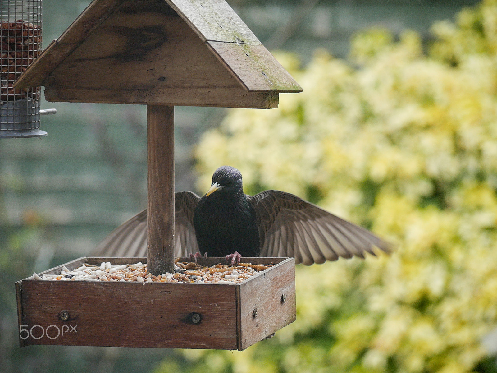 Panasonic Lumix DMC-G7 + Panasonic Lumix G Vario 45-200mm F4-5.6 OIS sample photo. Garden birds photography