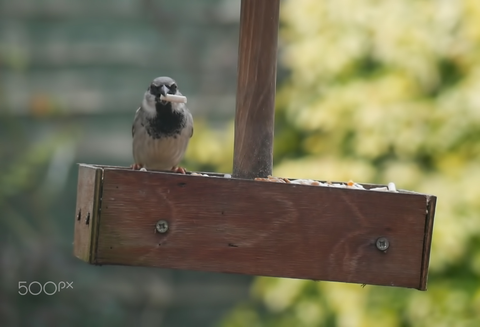 Panasonic Lumix G Vario 45-200mm F4-5.6 OIS sample photo. Garden birds photography
