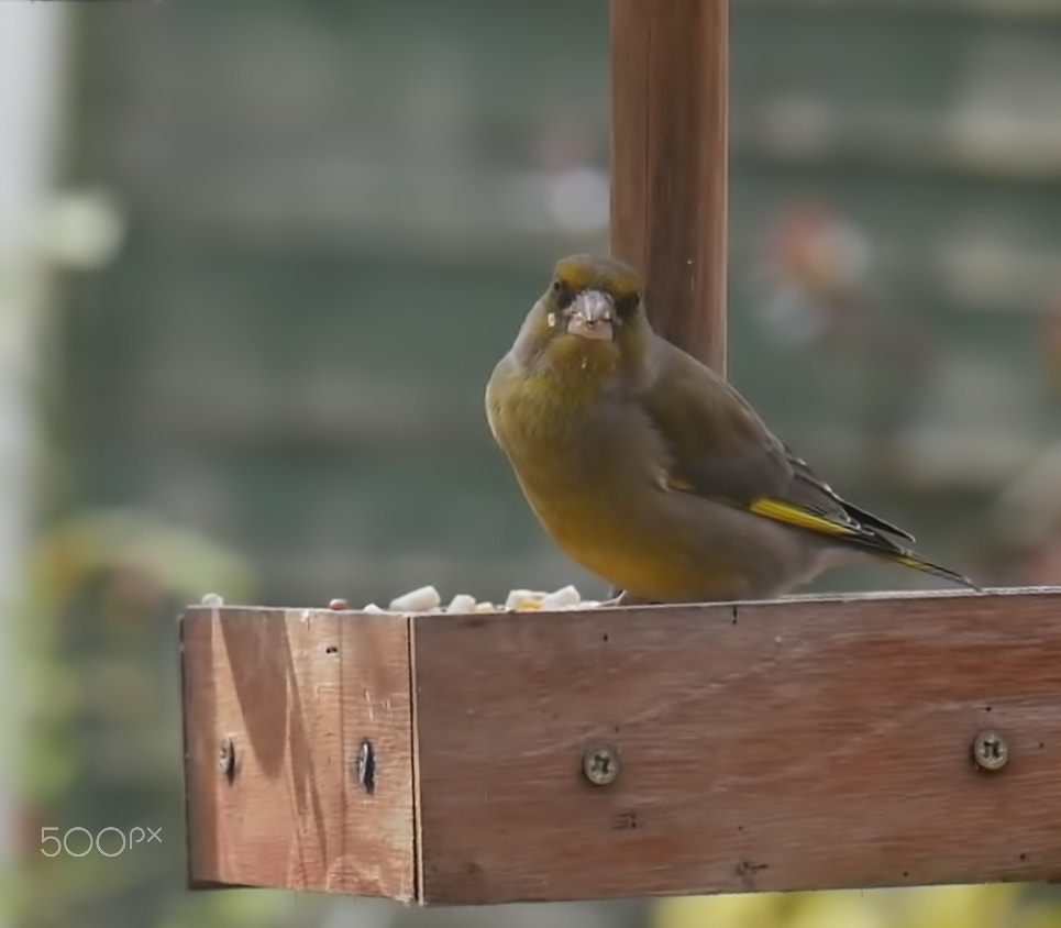 Panasonic Lumix DMC-G7 sample photo. Garden birds photography