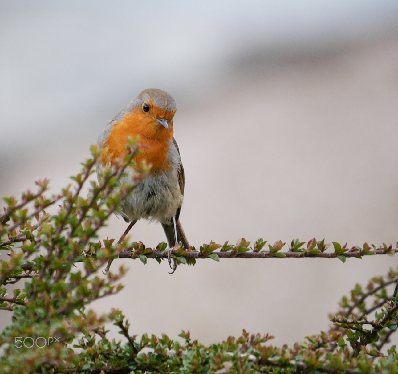 Panasonic Lumix DMC-G7 sample photo. Garden birds photography
