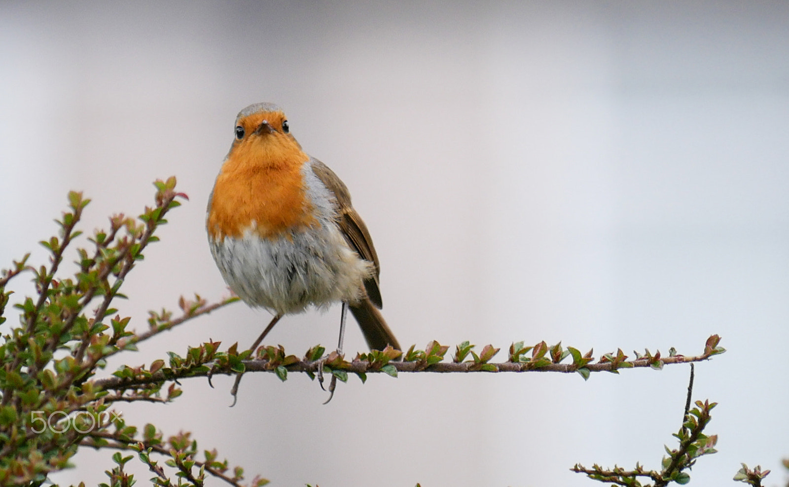 Panasonic Lumix DMC-G7 sample photo. Garden birds photography