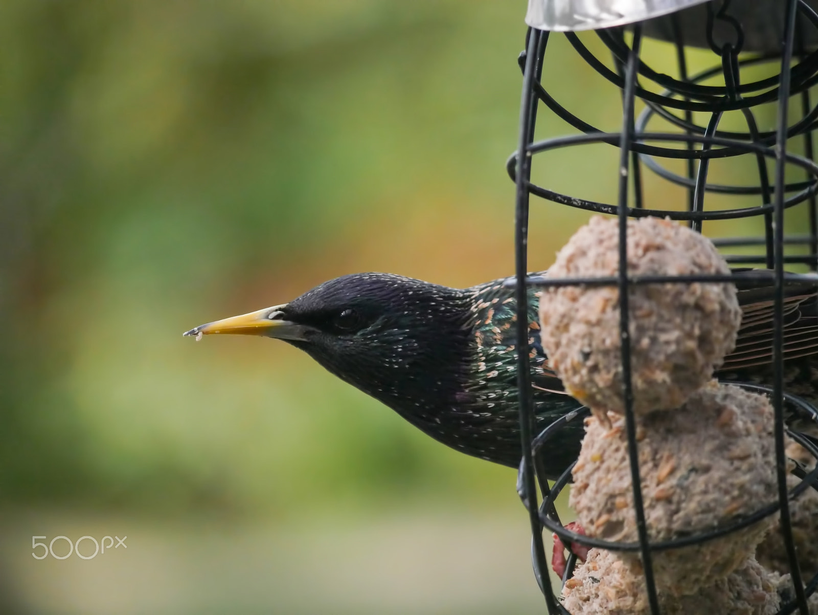 Panasonic Lumix DMC-G7 sample photo. Garden birds photography
