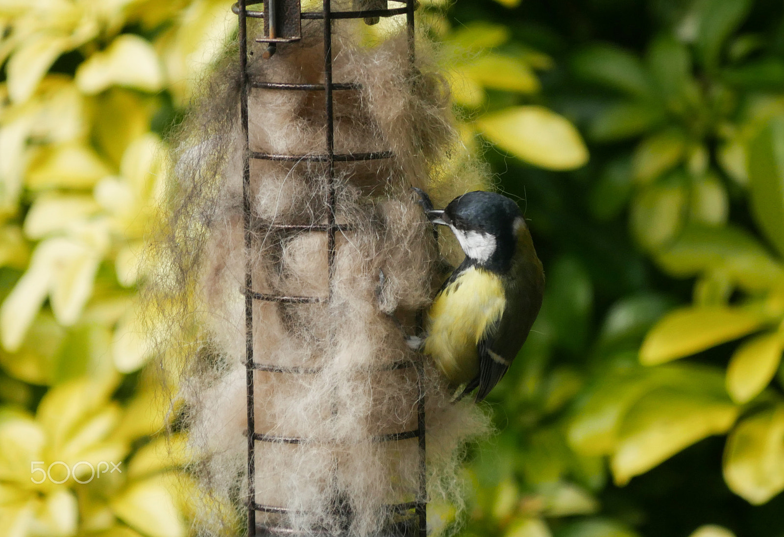 Panasonic Lumix DMC-G7 sample photo. Garden birds photography