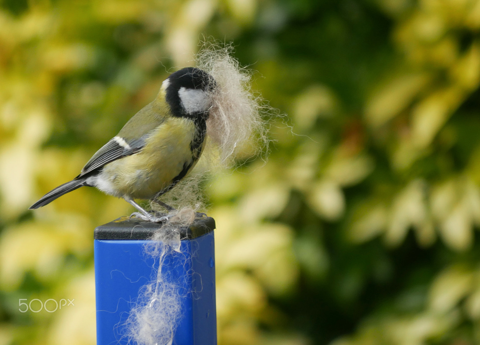 Panasonic Lumix DMC-G7 sample photo. Garden birds photography