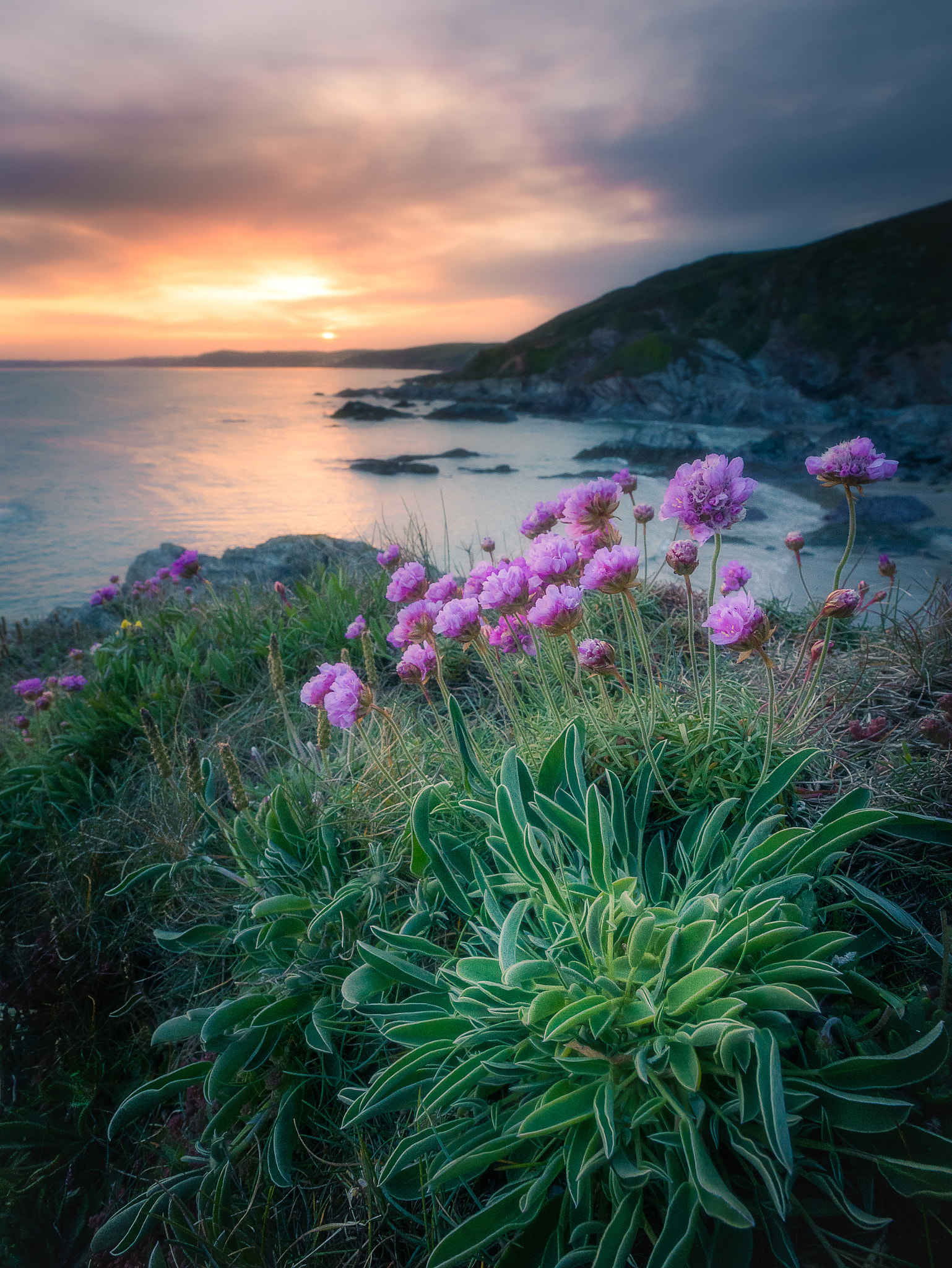 Panasonic Lumix DMC-GX7 + OLYMPUS M.9-18mm F4.0-5.6 sample photo. See pink sea pinks photography