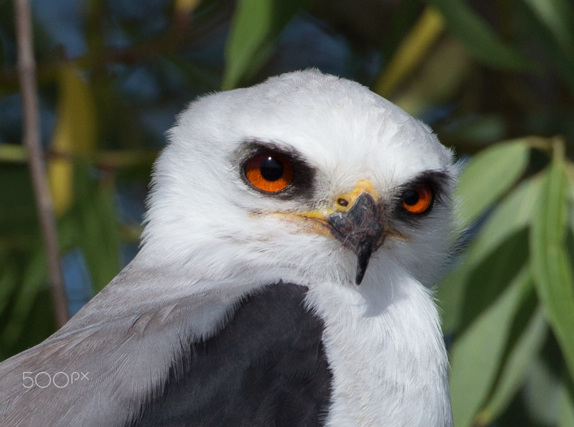 Canon EF 500mm F4L IS USM sample photo. White tailed kite photography