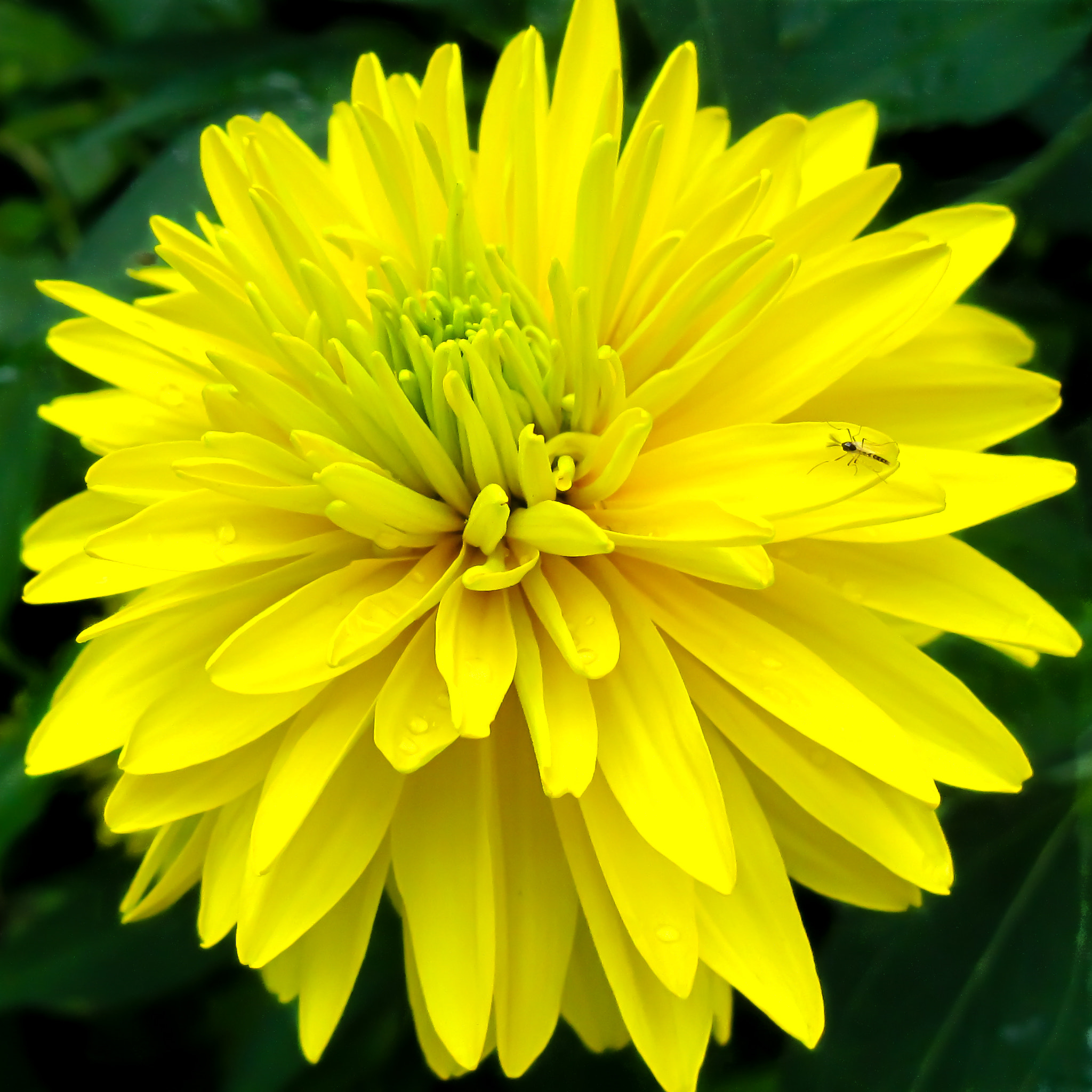 Canon PowerShot SD880 IS (Digital IXUS 870 IS / IXY Digital 920 IS) sample photo. Yellow chrysanthemum photography