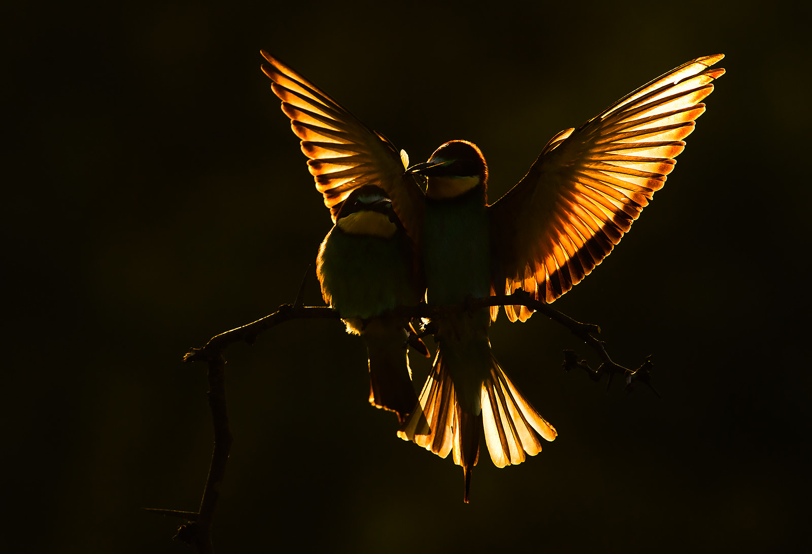 Nikon AF-S Nikkor 300mm F2.8G ED-IF VR sample photo. European bee-eaters photography