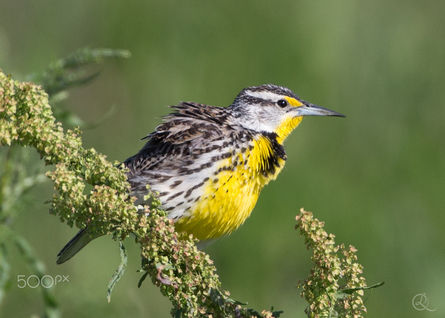 Canon EF 500mm F4L IS USM sample photo. Western meadowlark photography