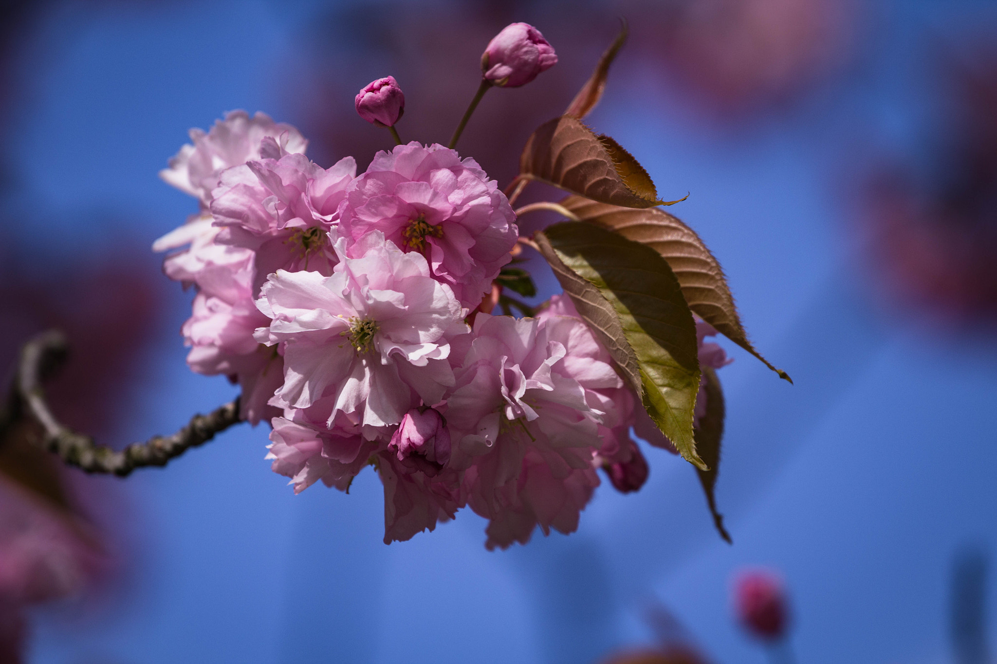 Canon EOS 1200D (EOS Rebel T5 / EOS Kiss X70 / EOS Hi) + Canon EF 70-200mm F4L USM sample photo. Pretty in pink! photography