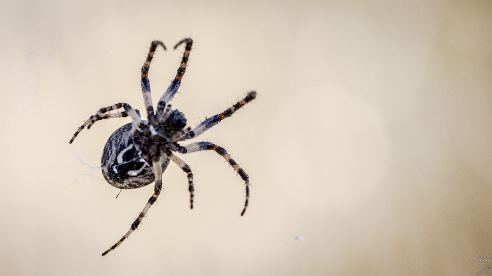 Sigma 105mm F2.8 EX DG OS HSM sample photo. Spider photography