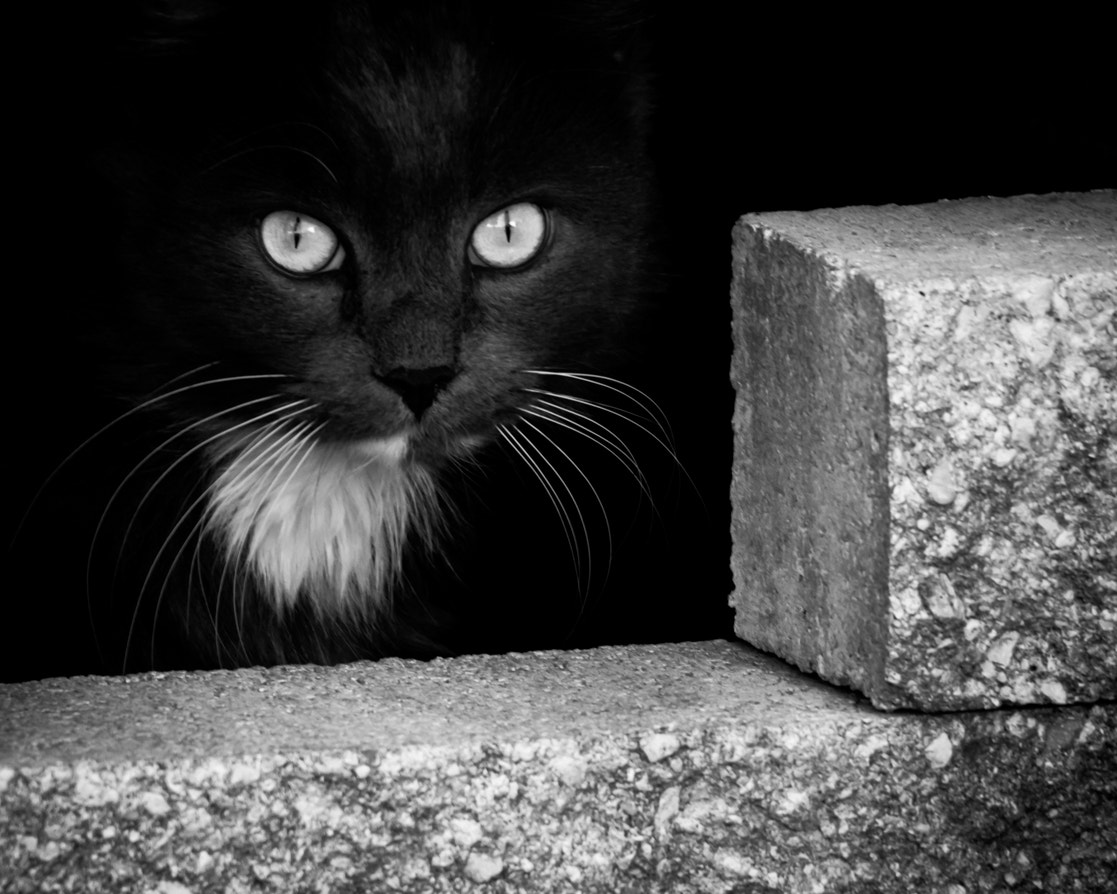 Sigma 150-500mm F5-6.3 DG OS HSM sample photo. Black cat photography