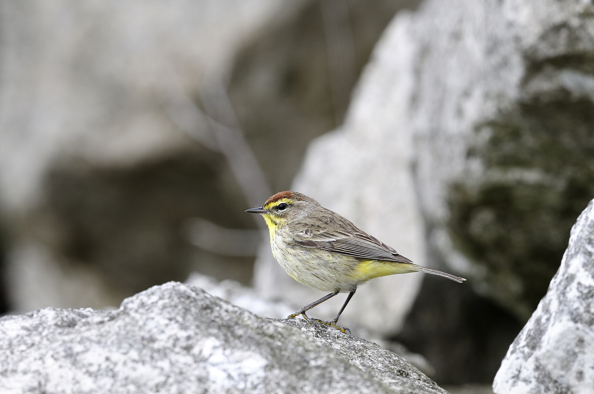 Nikon D300S + Nikon AF-S Nikkor 500mm F4G ED VR sample photo. Paruline à couronne rousse setophaga palmarum palm warbler cld photography