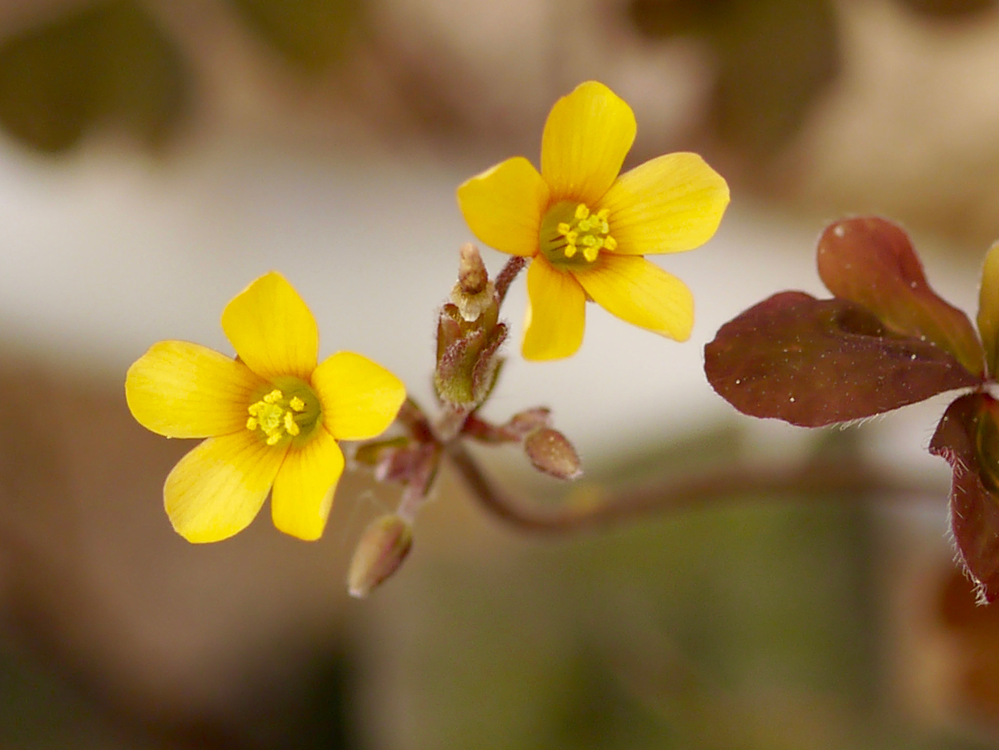 Panasonic Lumix G Macro 30mm F2.8 ASPH Mega OIS sample photo. 2 jaunes photography