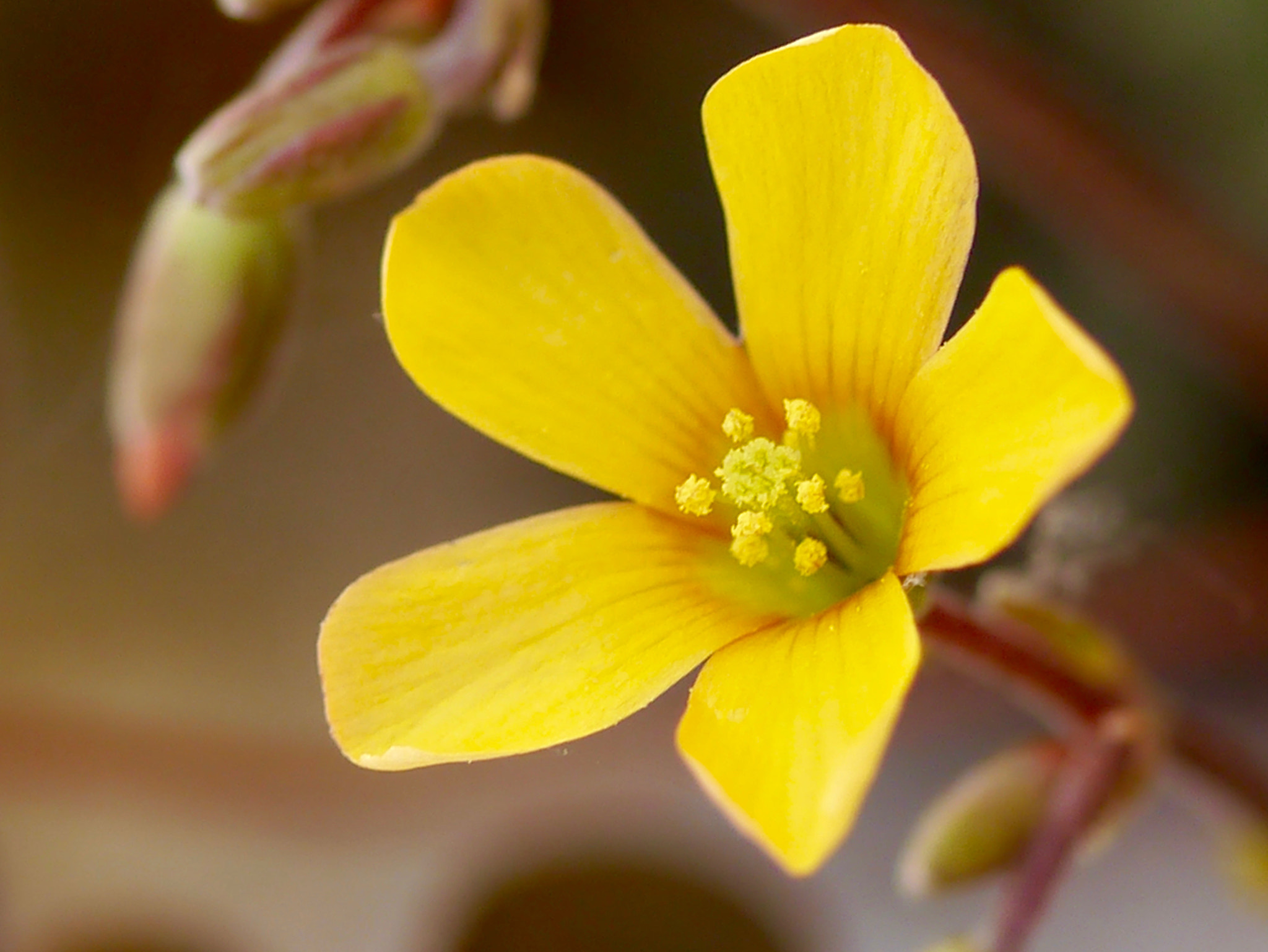 Panasonic Lumix G Macro 30mm F2.8 ASPH Mega OIS sample photo. Solitaire photography