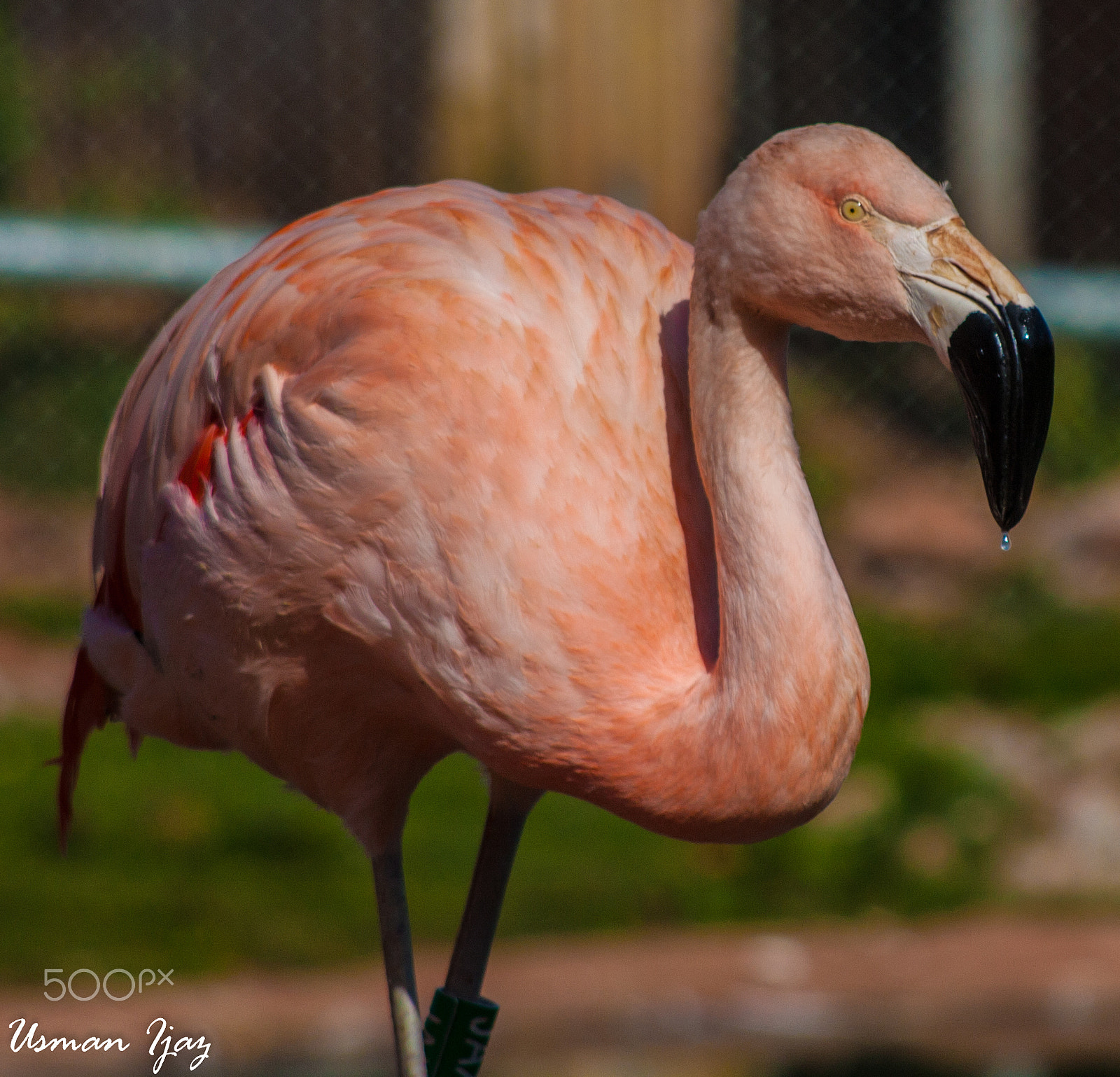 Canon EF 100-300mm F4.5-5.6 USM sample photo. Enjoying first sun of summer photography