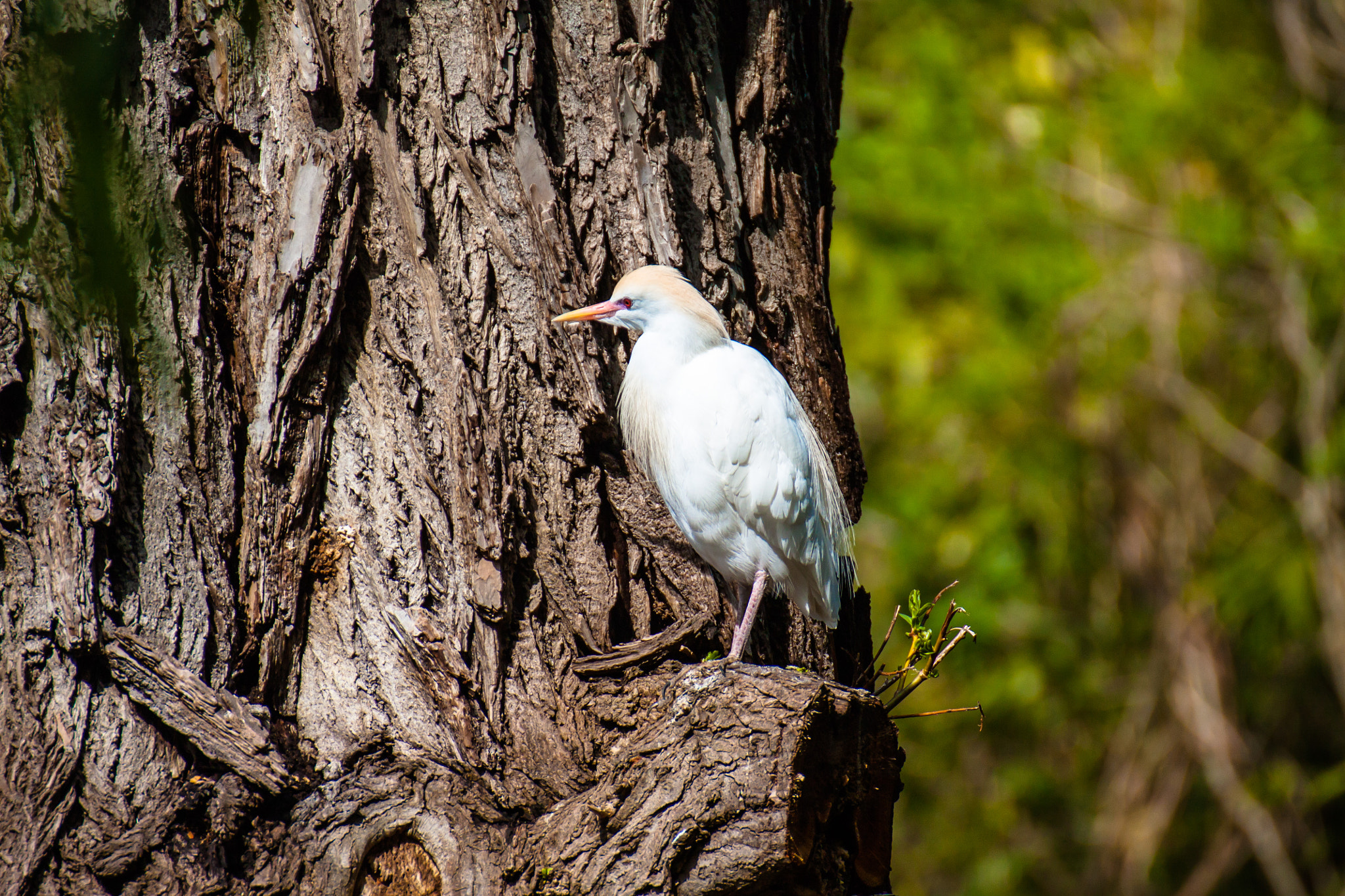 Canon EOS 450D (EOS Rebel XSi / EOS Kiss X2) sample photo. White bird on tree photography