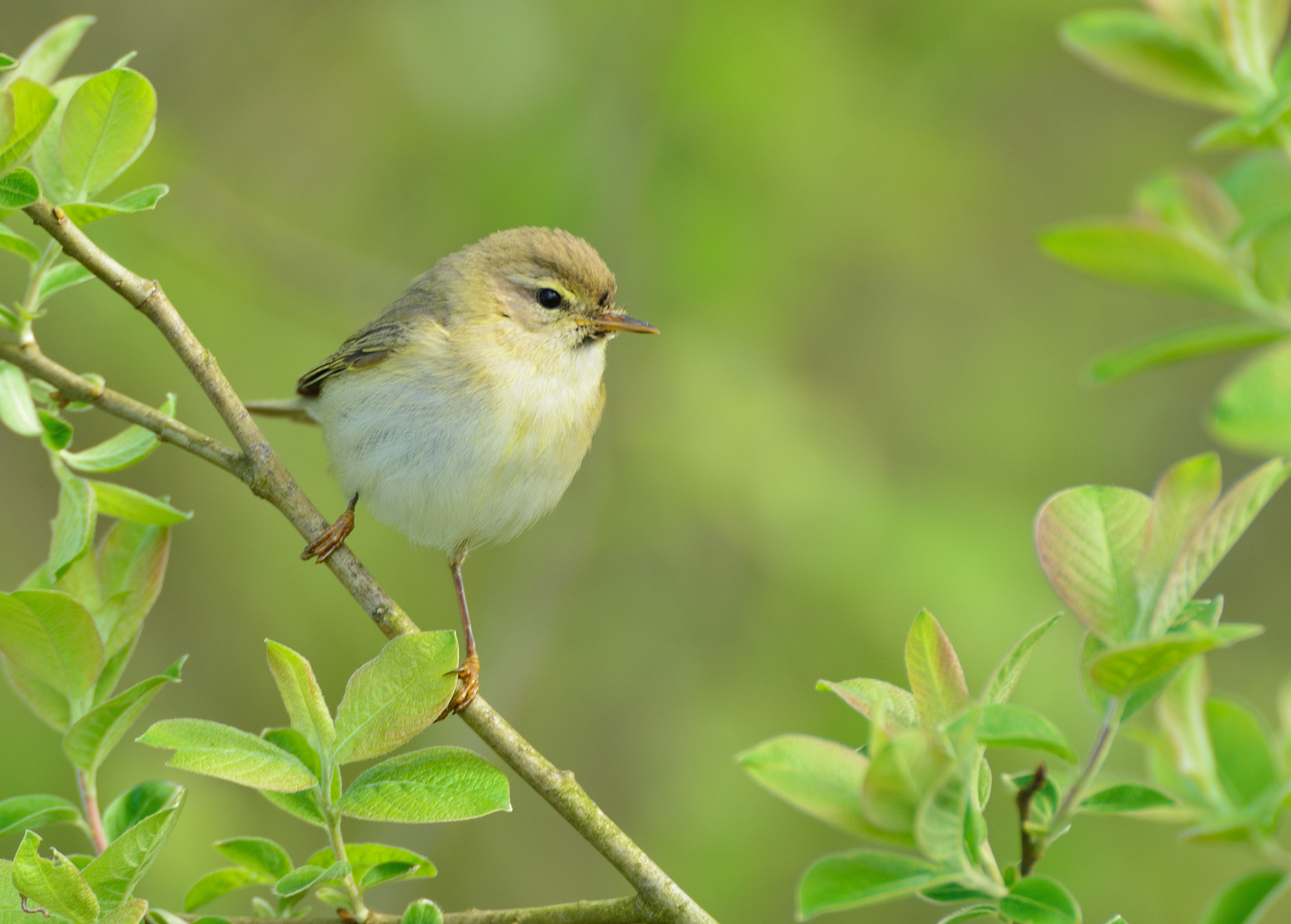 AF-S Nikkor 600mm f/4D IF-ED + TC-14E sample photo. Fitis photography
