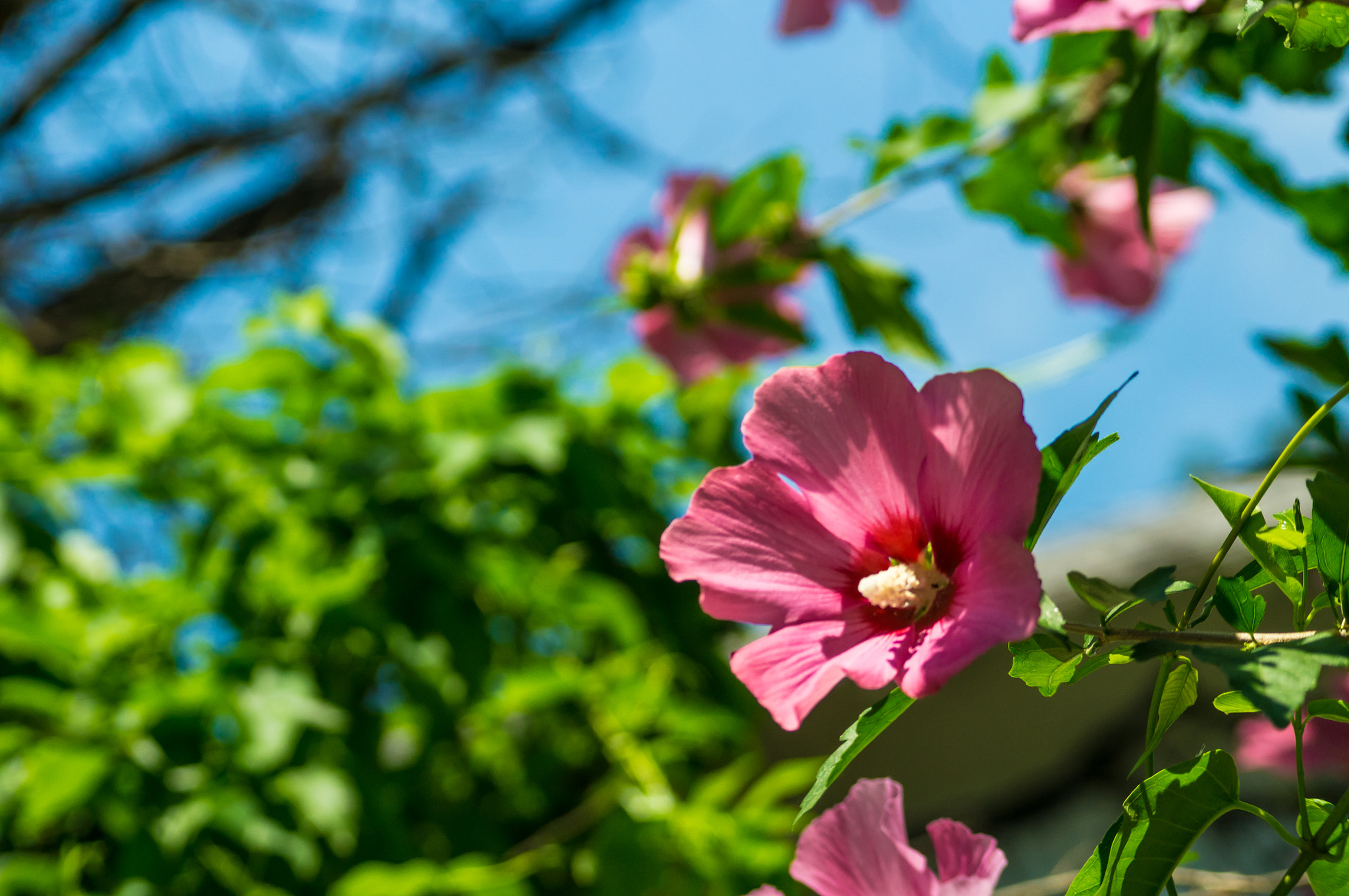 Sony SLT-A57 + Minolta AF 70-210mm F4 Macro sample photo. Flower photography