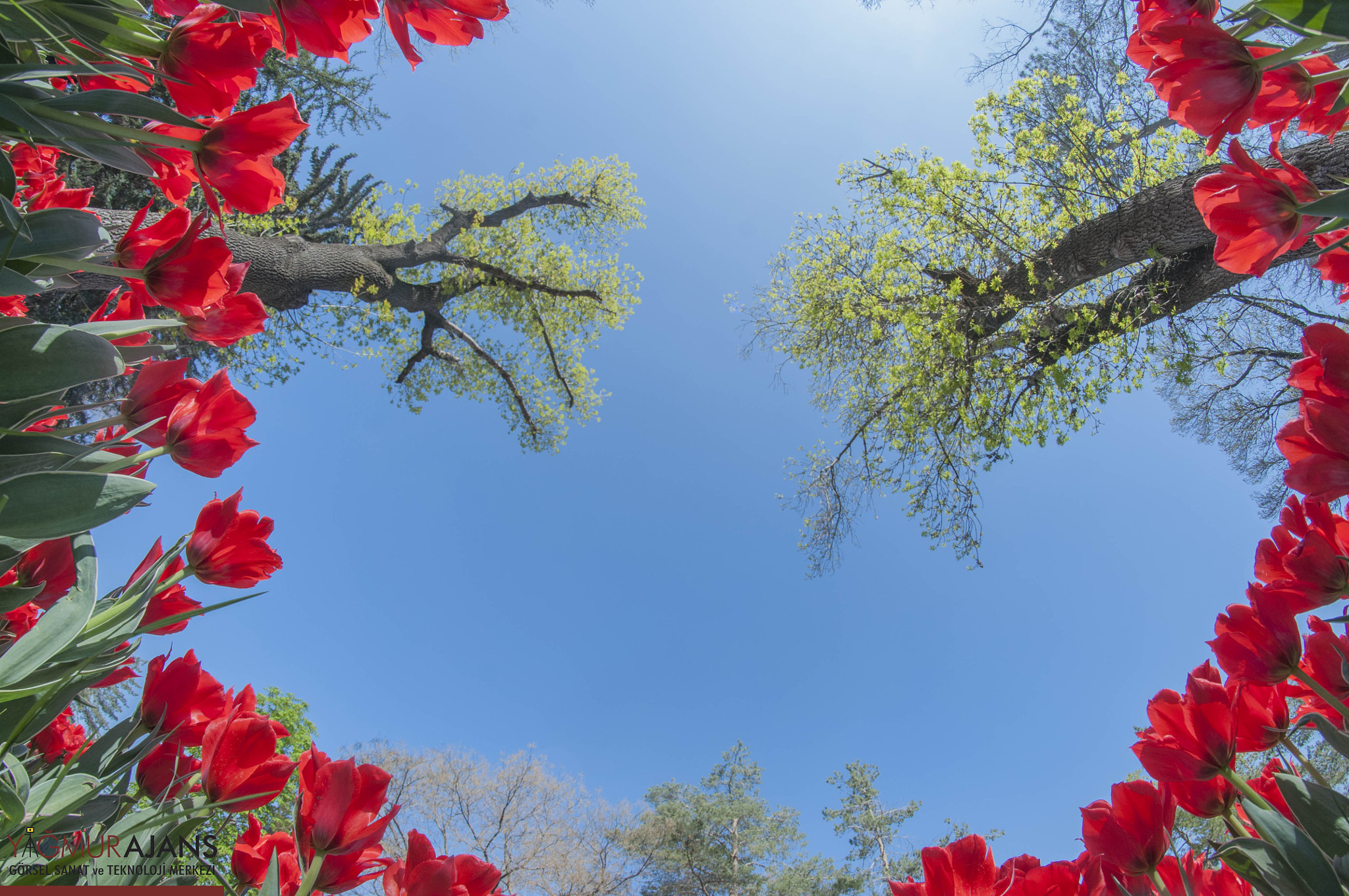 Nikon D300 + Samyang 8mm F3.5 Aspherical IF MC Fisheye sample photo. Flowers photography