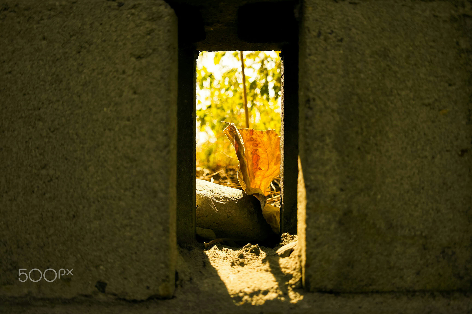 Samsung NX200 sample photo. Leaf photography