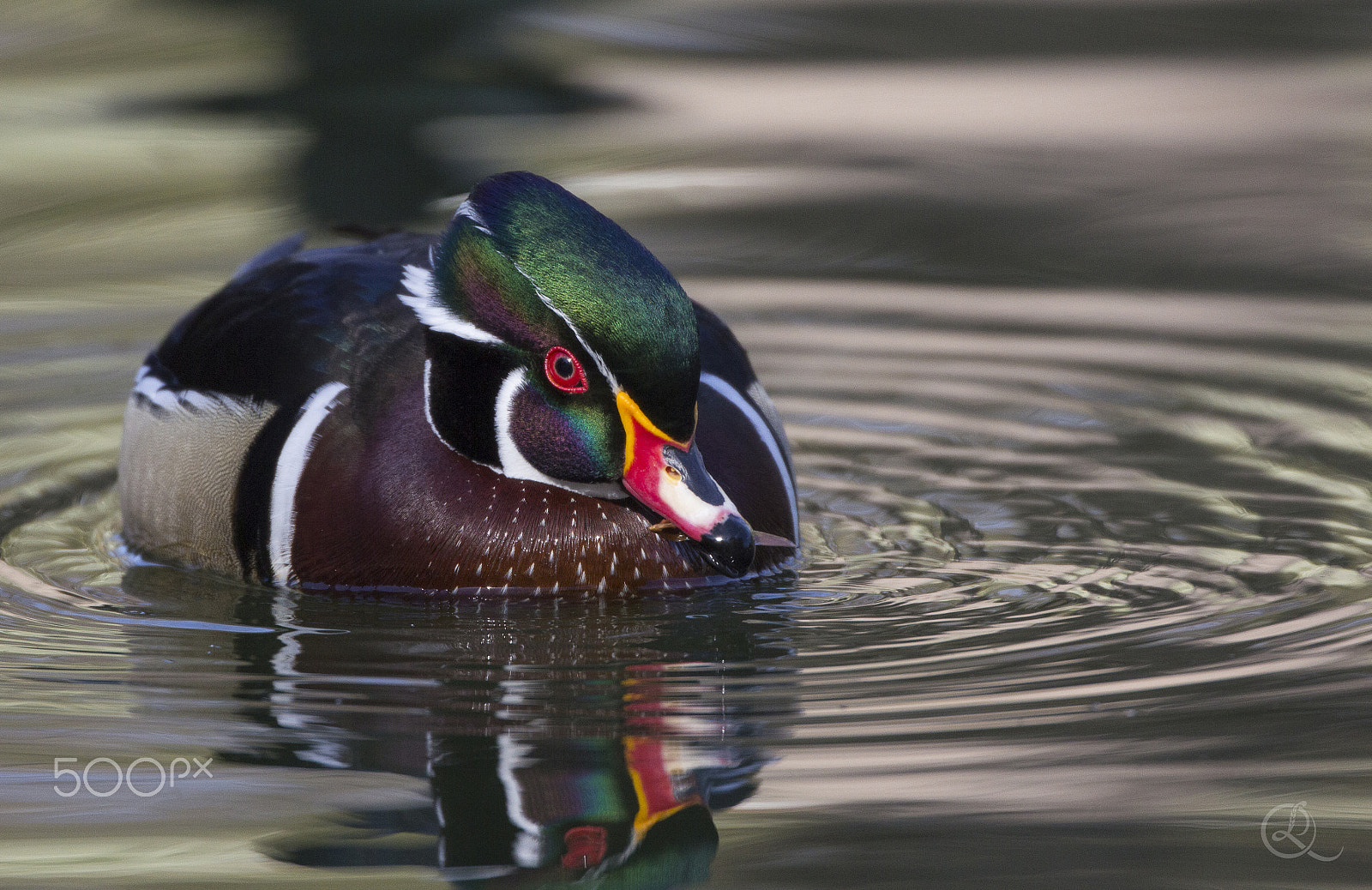 Canon EF 500mm F4L IS USM sample photo. Wood duck photography