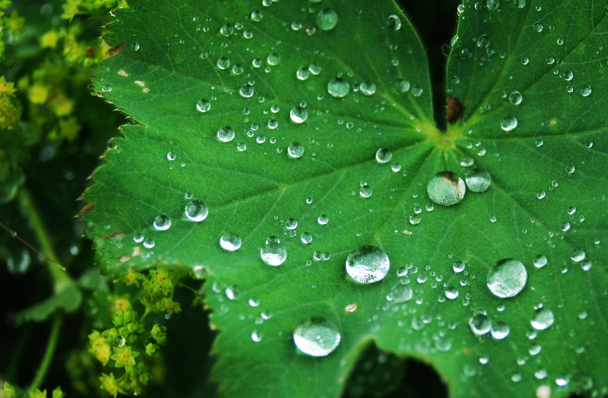 AF Zoom-Nikkor 28-80mm f/3.3-5.6G sample photo. Rain photography