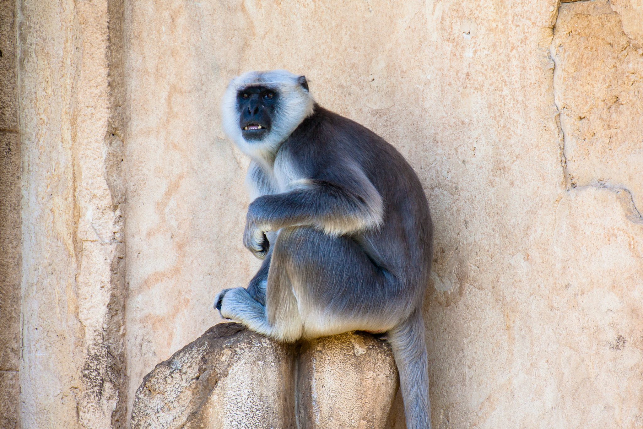 Canon EOS 450D (EOS Rebel XSi / EOS Kiss X2) sample photo. Monkey on stone photography