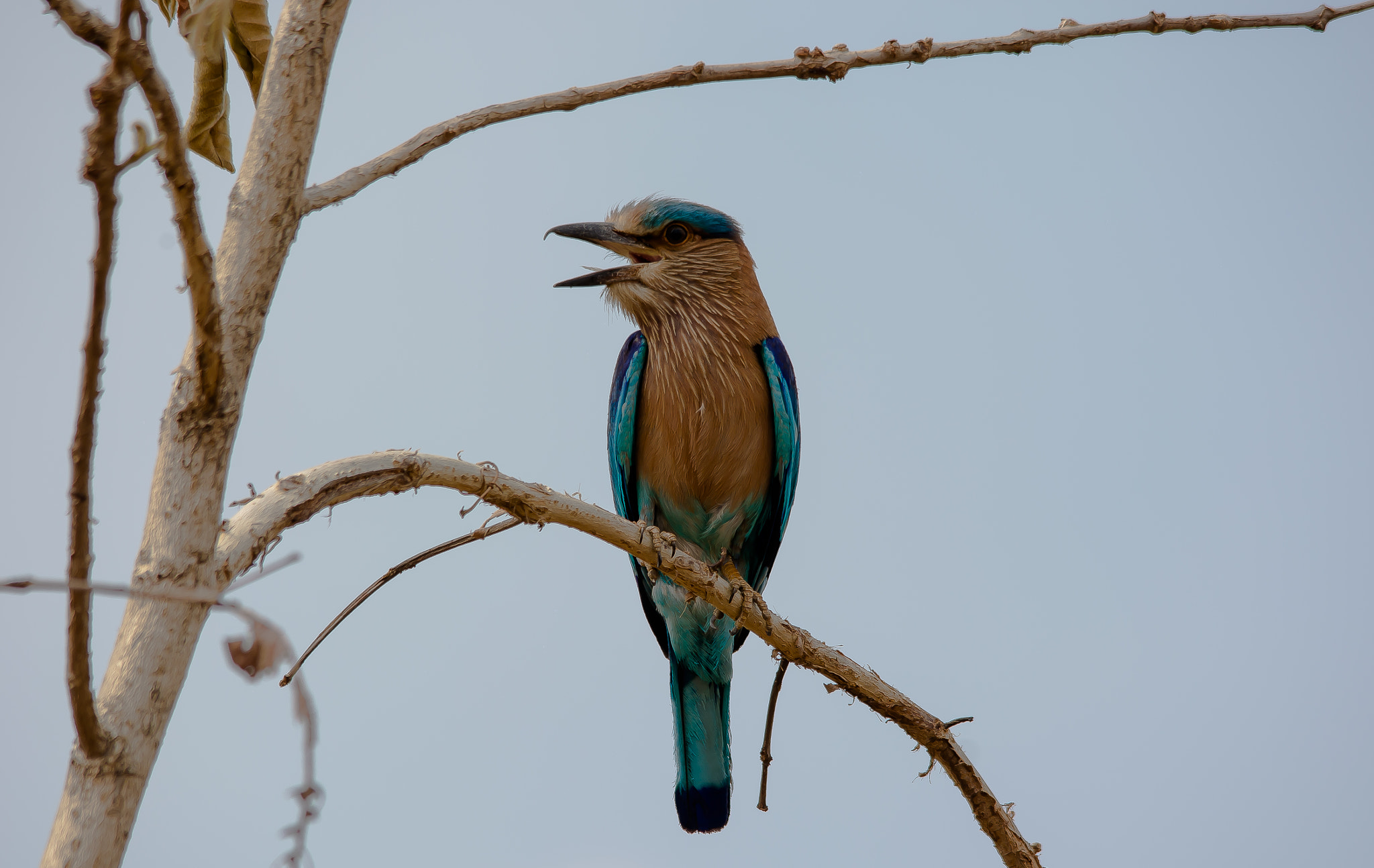 Sigma 150-500mm F5-6.3 DG OS HSM sample photo. Indian roller photography