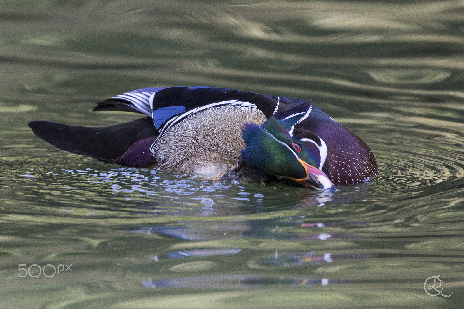 Canon EF 500mm F4L IS USM sample photo. Wood duck bathing photography