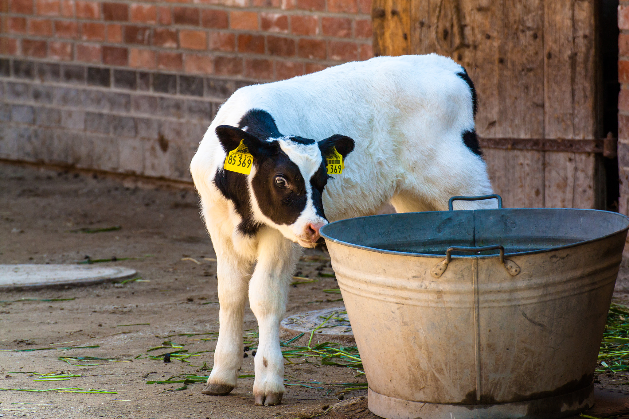 Canon EOS 450D (EOS Rebel XSi / EOS Kiss X2) sample photo. Calf and bucket photography